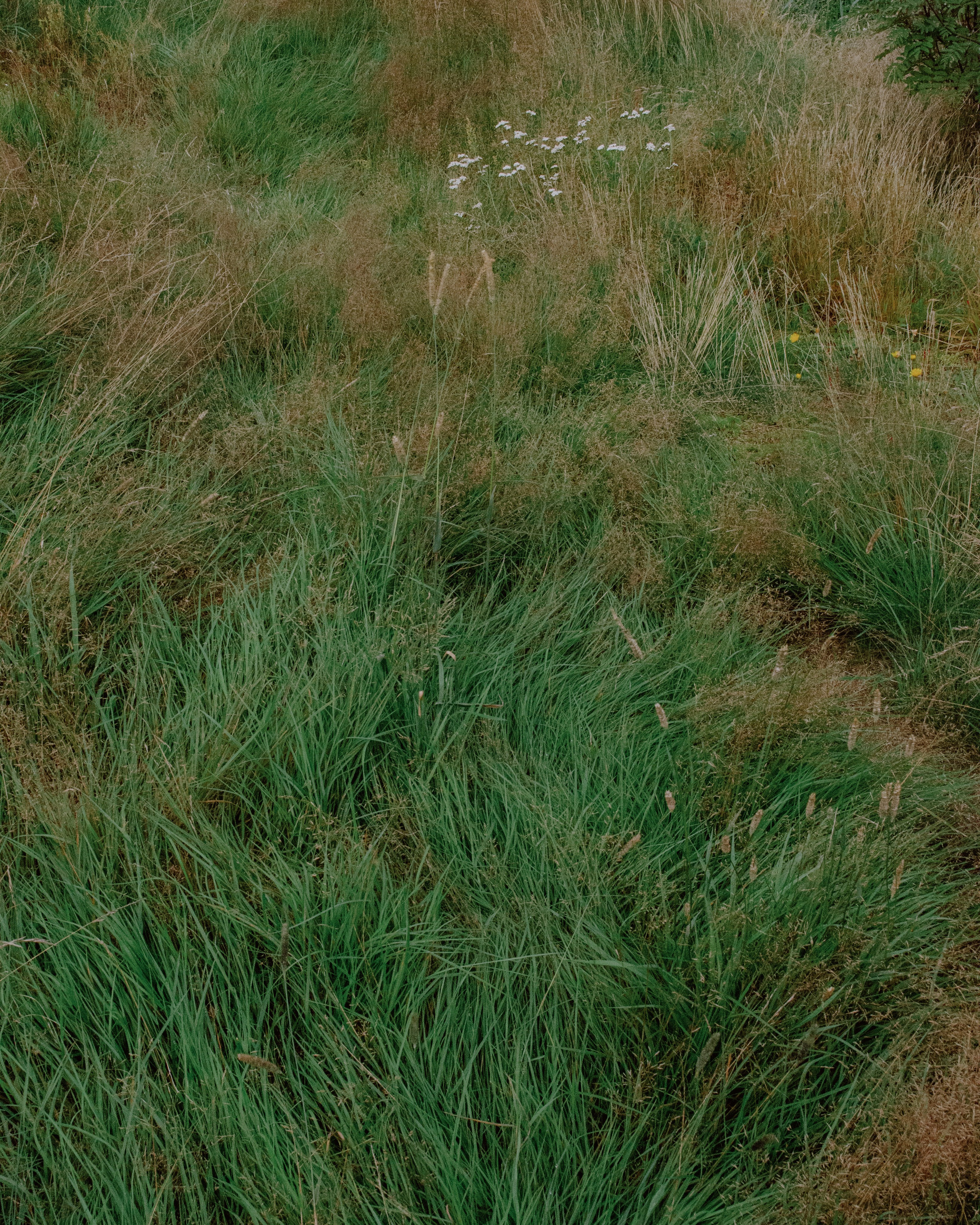 Стрит-фотография, пейзаж. Фотограф в Пскове и Санкт-Петербурге Татьяна Рейнелл