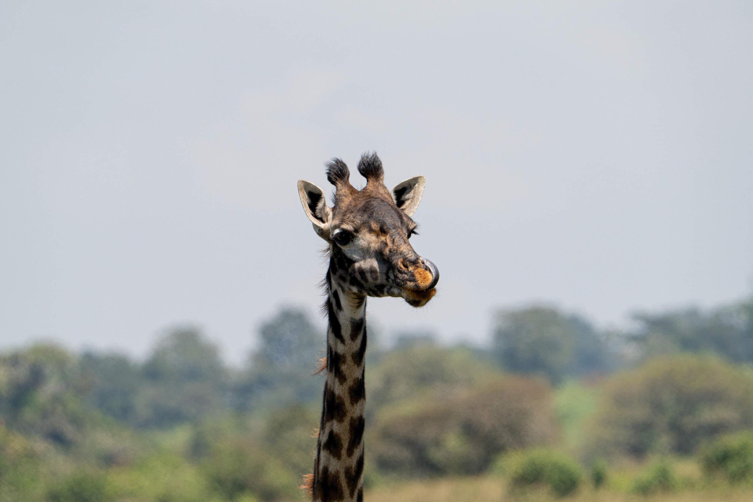 Танзания, сафари, 2025. Творческие сьемки