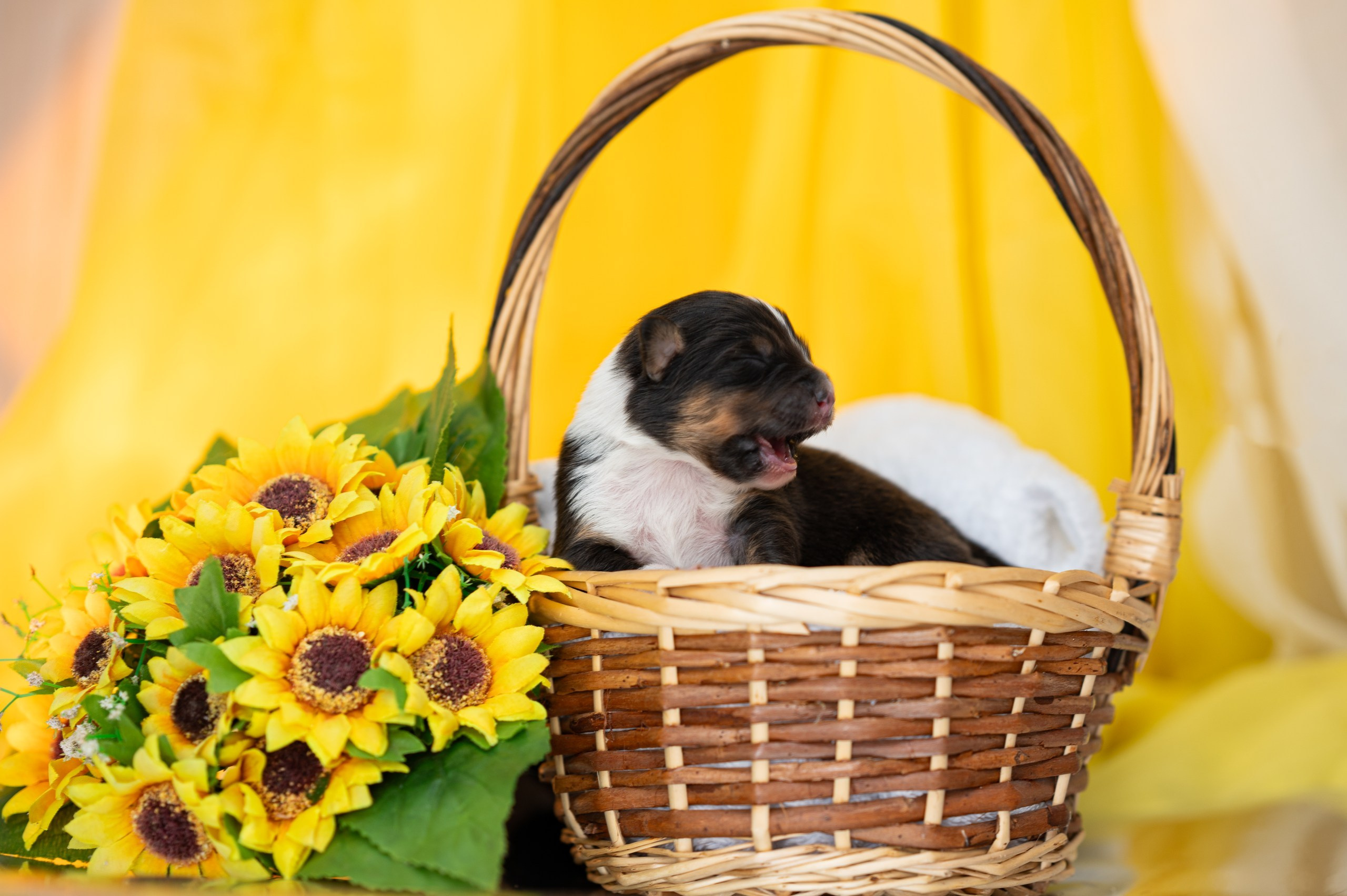 Заводчик Влада Эльман. Творческий фотограф Вологда