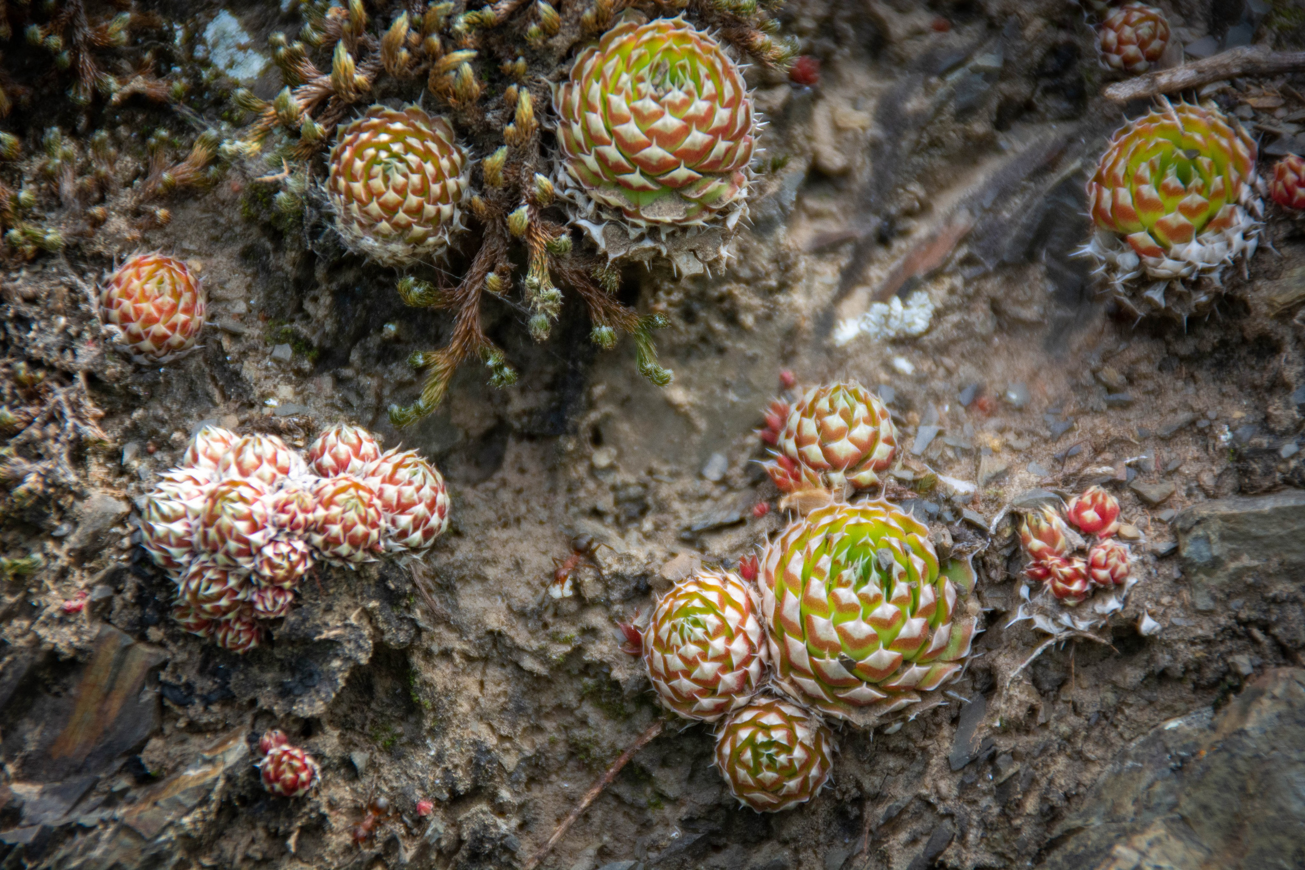 Природа в фотографии, взгляд на прекрасное через объектив фотоаппарата. Елена Волкова семейный фотограф в станице Гостагаевской города-курорта Анапа