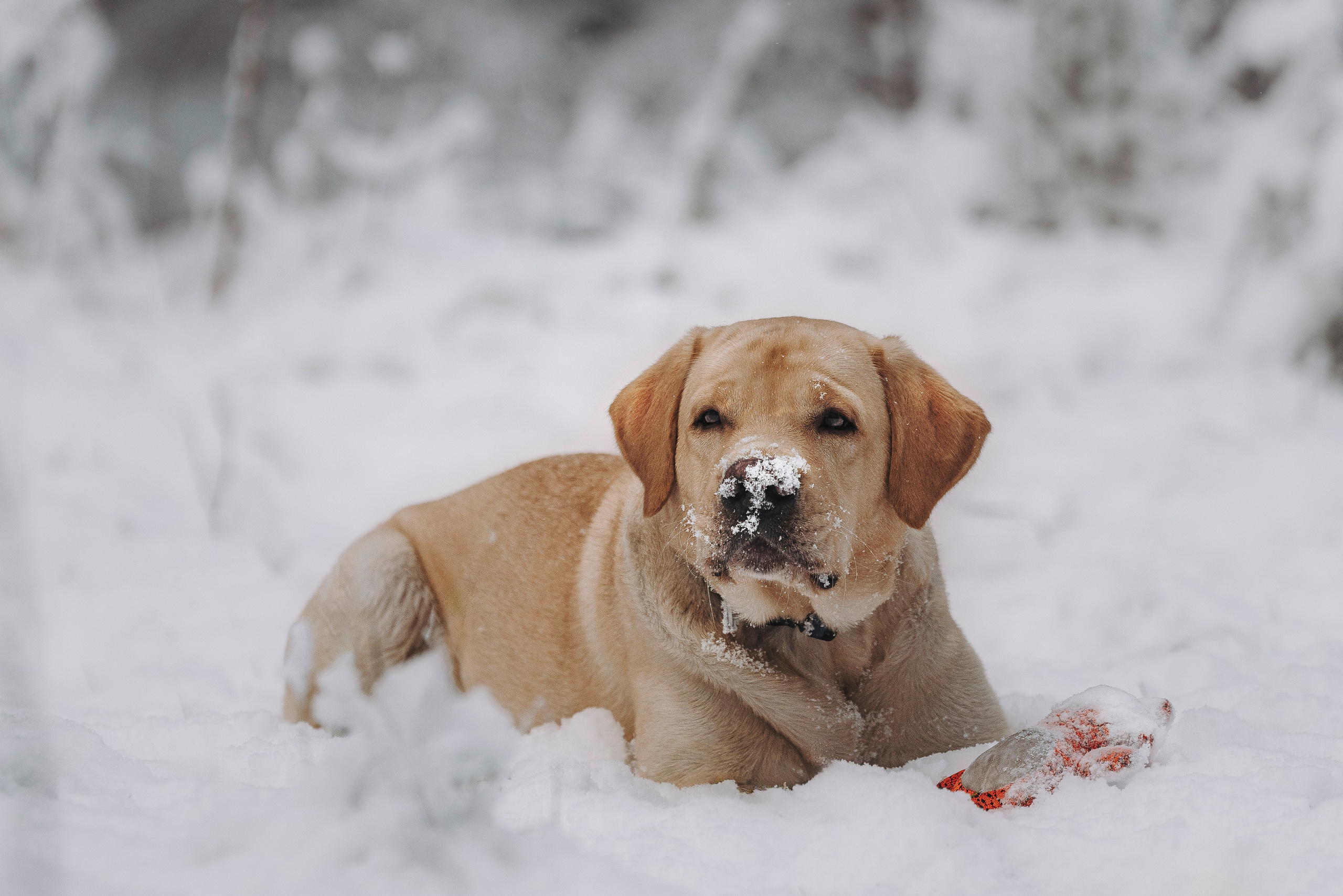 Аня и Честер. Фотограф анималист в Спб недорого Олеся Майорова