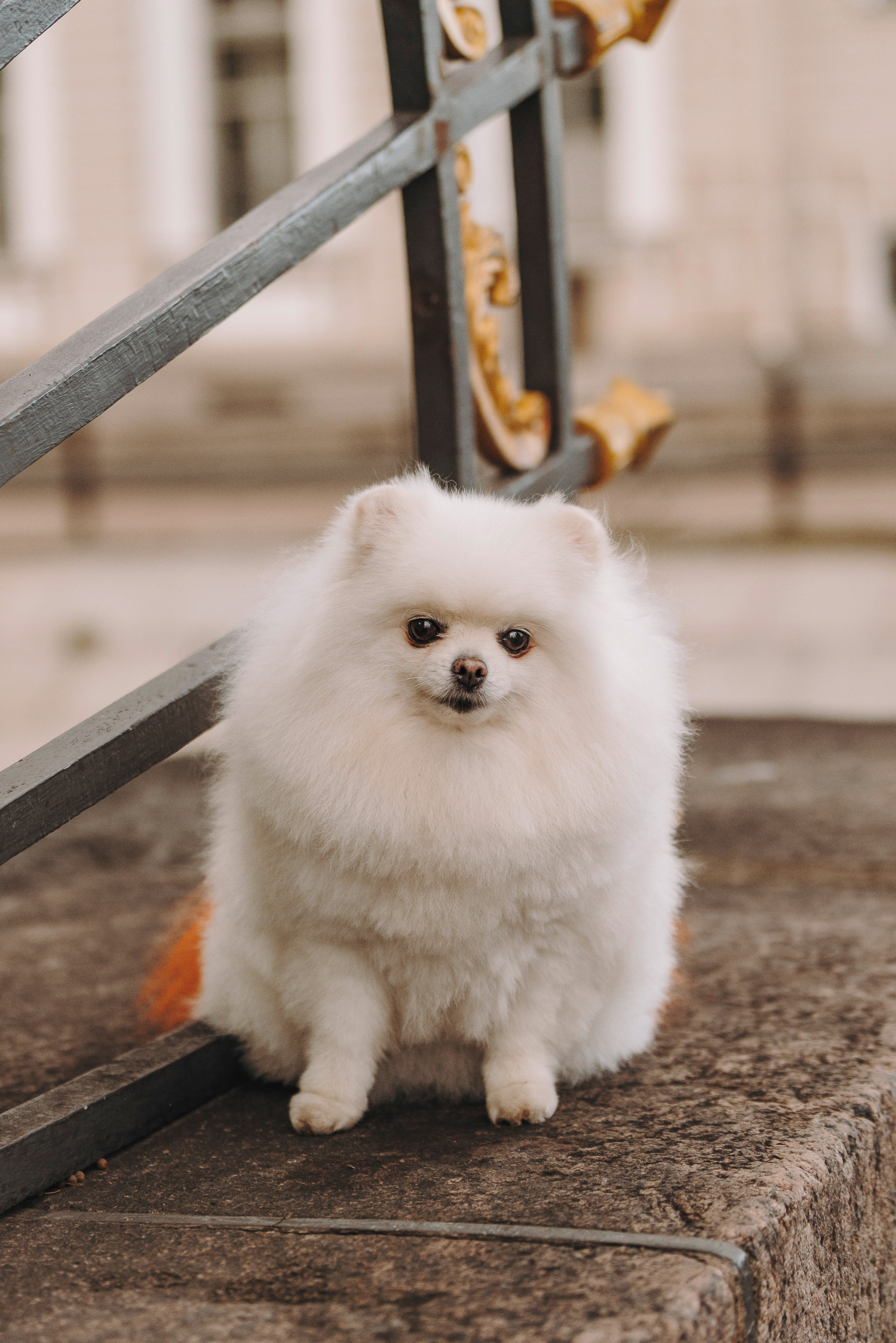 Фотосессия с померанским шпицем. Фотограф анималист в Спб недорого Олеся Майорова