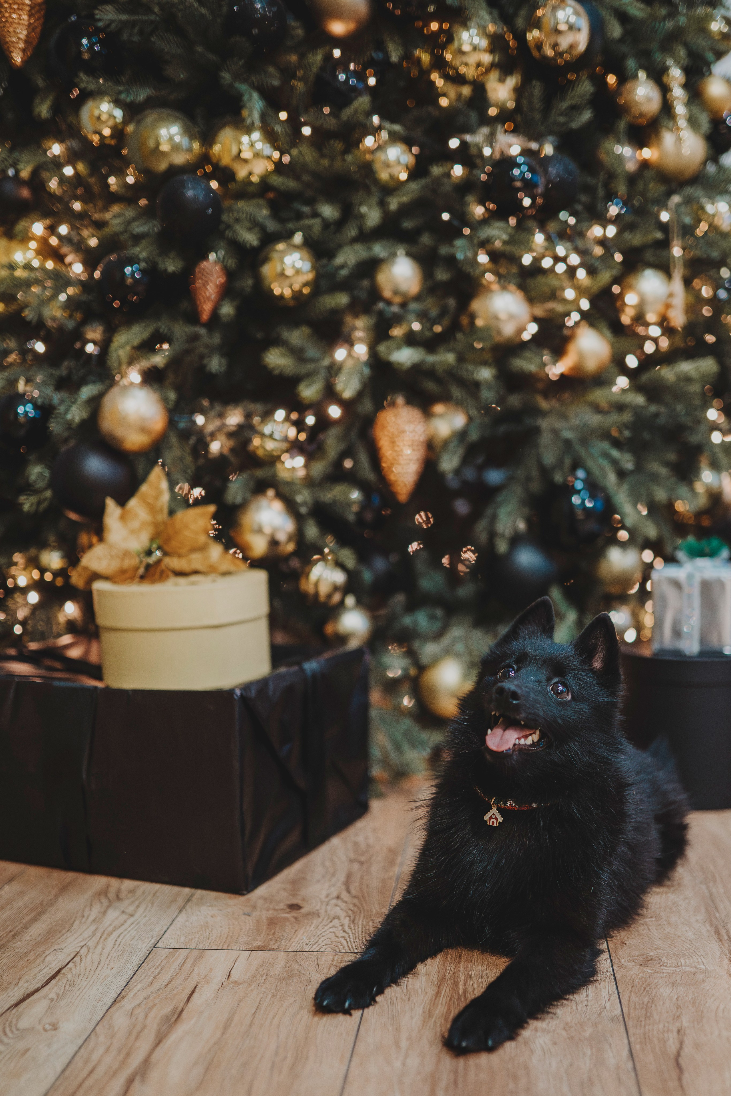 Аня, Андуин и Тесс. Фотограф анималист в Спб недорого Олеся Майорова
