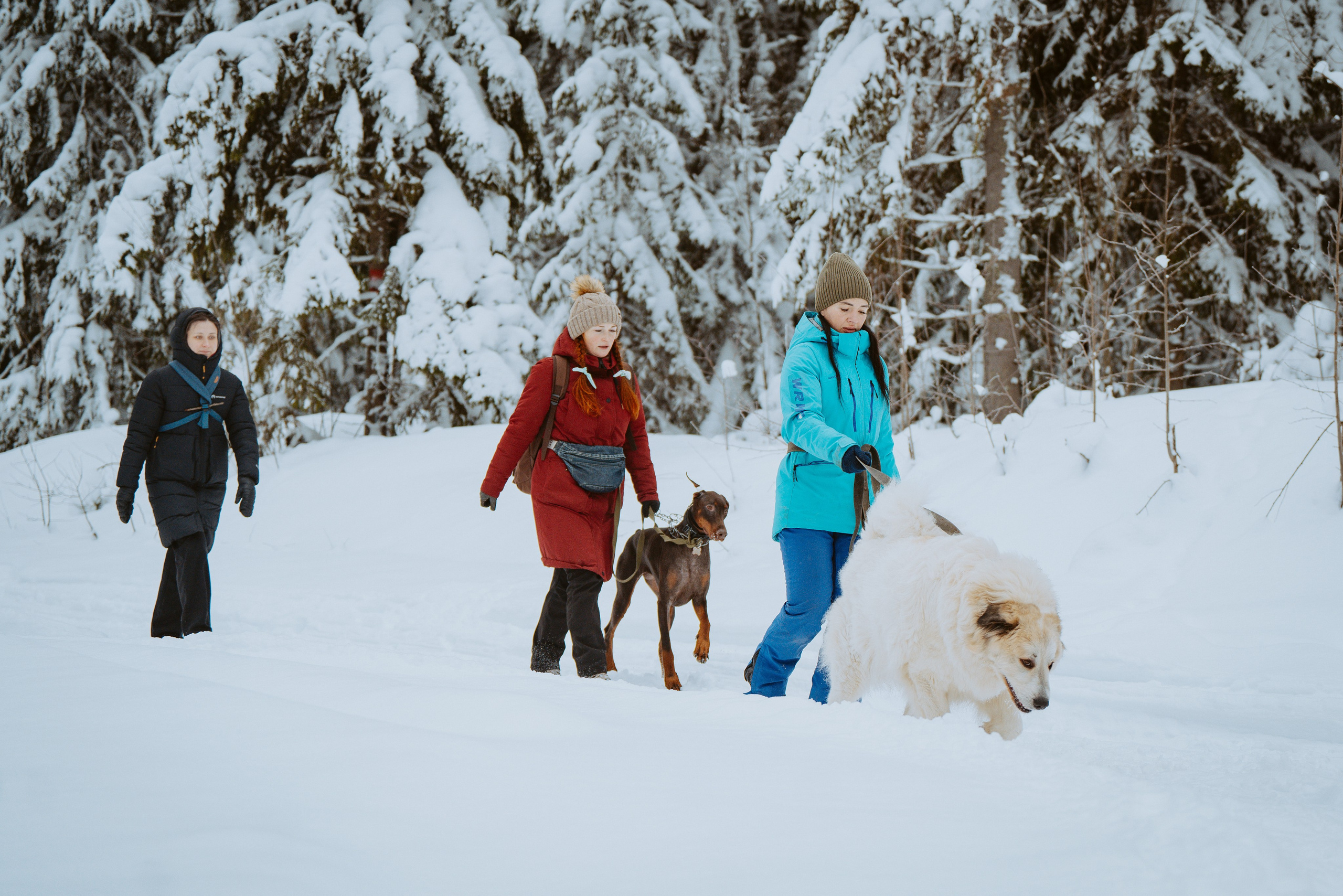 Дог трекинг. Фотограф анималист в Спб недорого Олеся Майорова