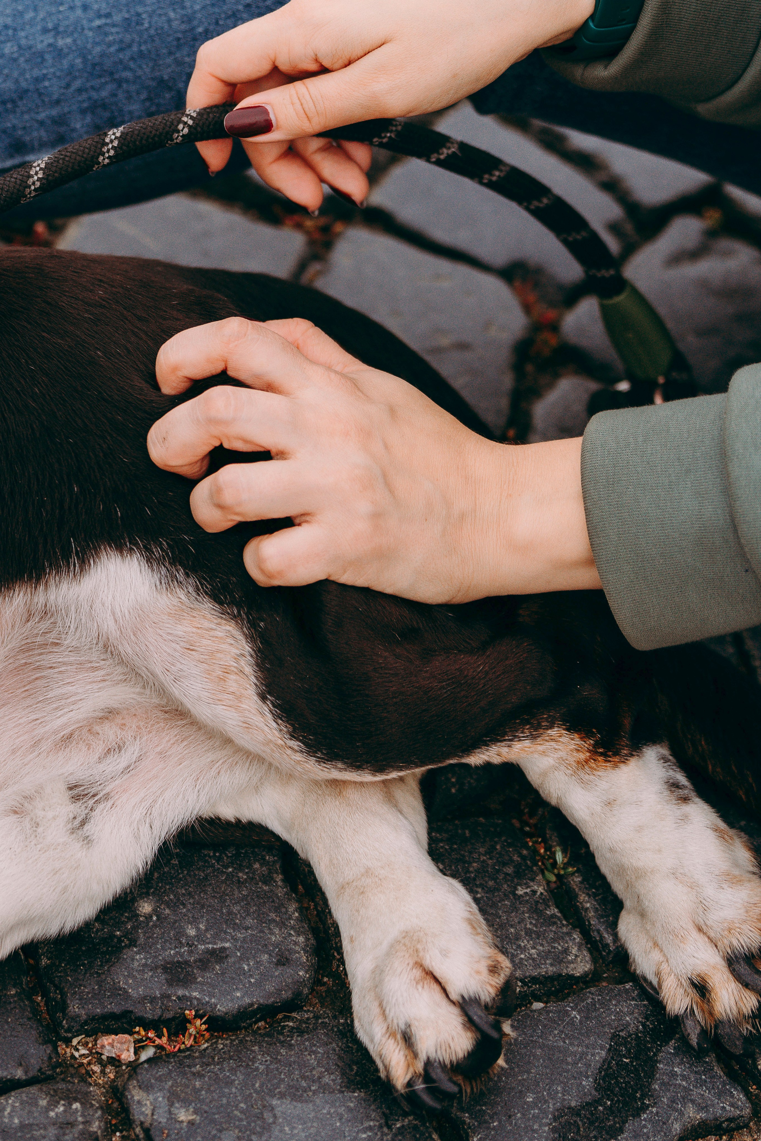 Елизавета и Епифан. Фотограф анималист в Спб недорого Олеся Майорова