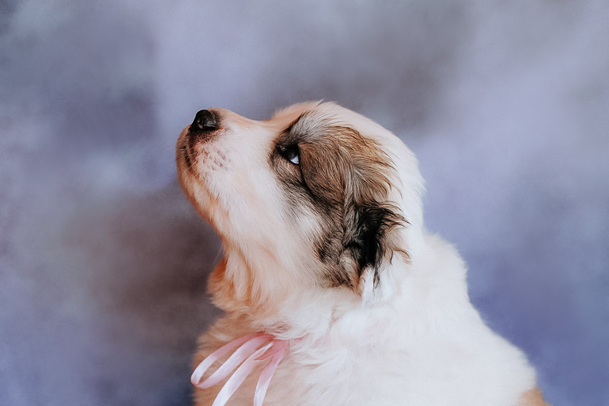 Пиренейские горные. Фотограф анималист в Спб недорого Олеся Майорова