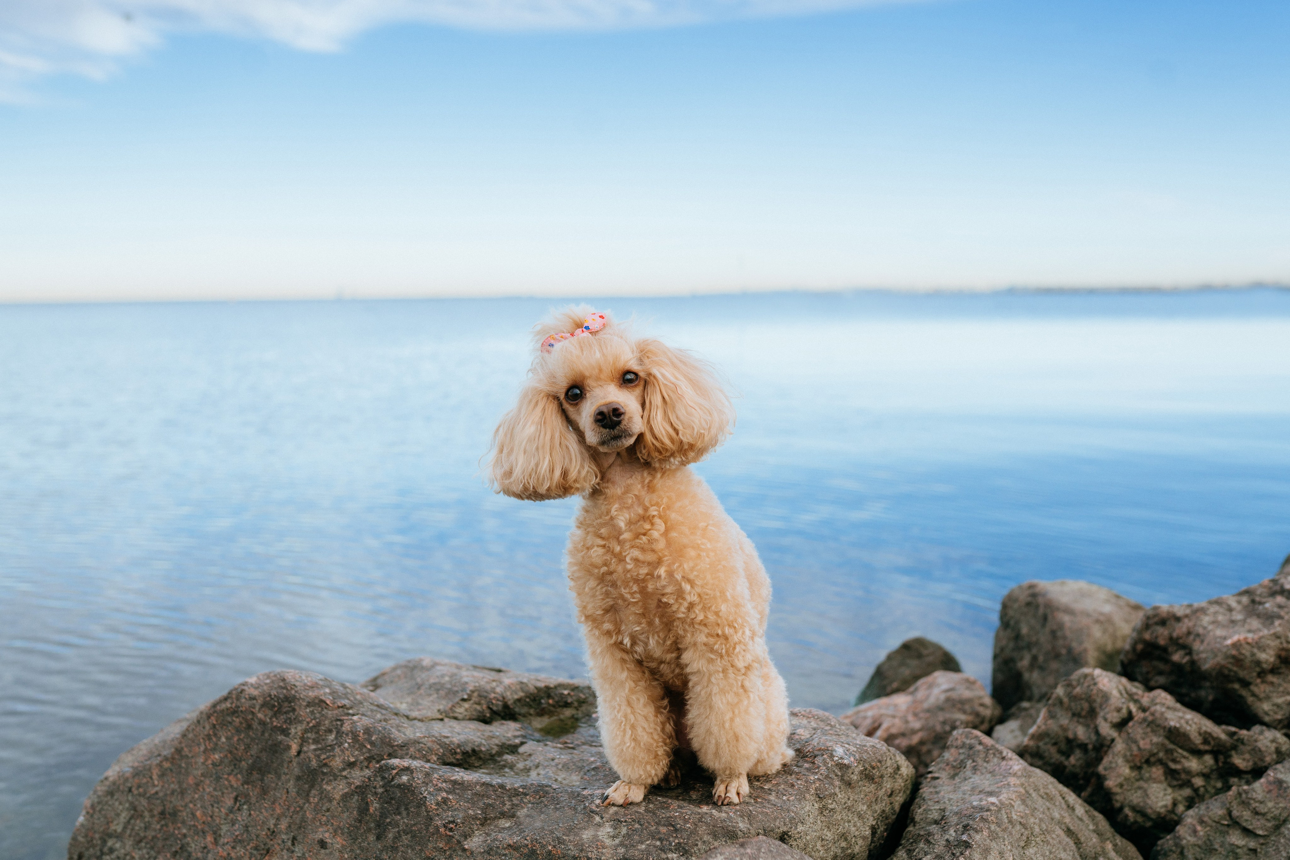 Фотосессия с собакой на пляже. Фотограф анималист в Спб недорого Олеся Майорова