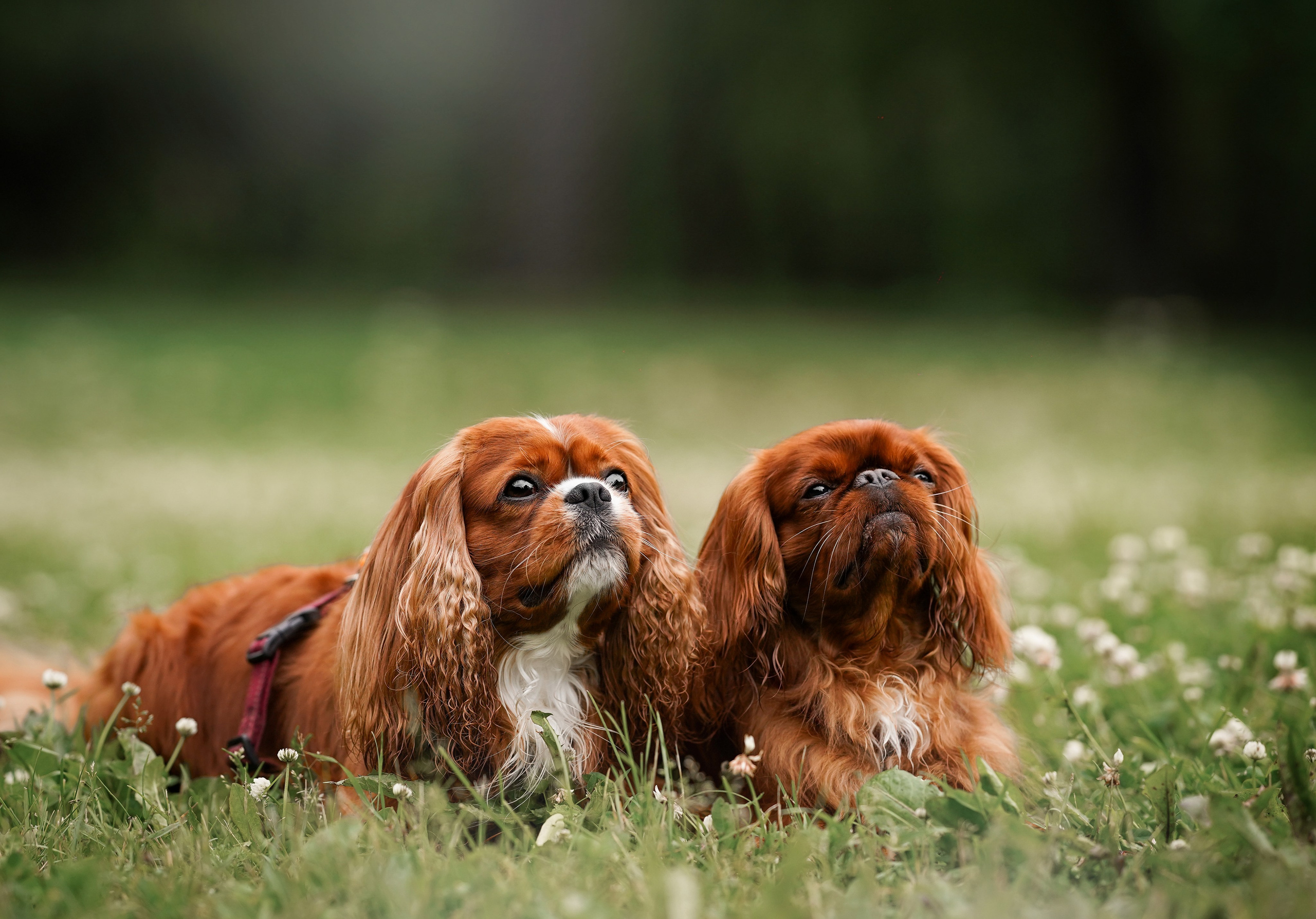 Юля Володя Гарри и Верон. Фотограф-анималист в Санкт-Петербурге Яна Мартынова