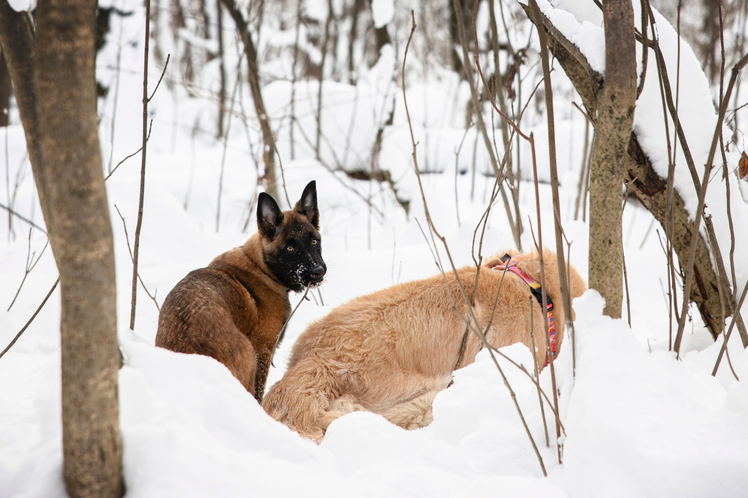 Бэлла и Панда. Анастасия Белаш