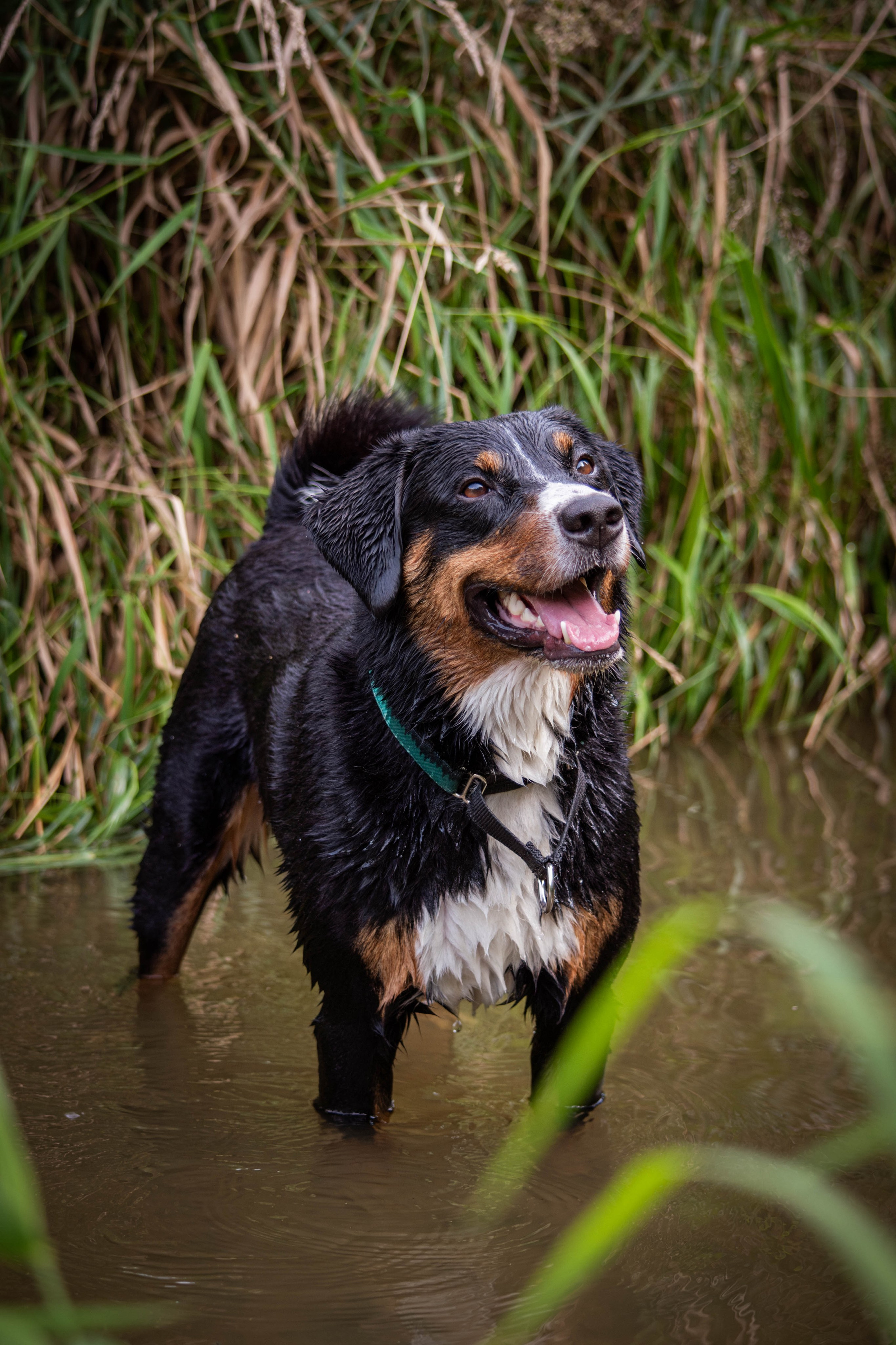 Микки и Юля. Фотограф Светлана Блинова, Москва и Московская область