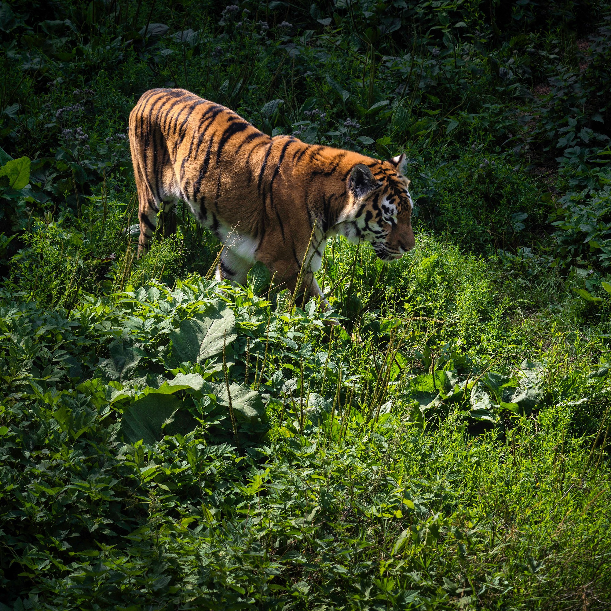 ЗООПАРК. Фотограф Владимир Остапенко