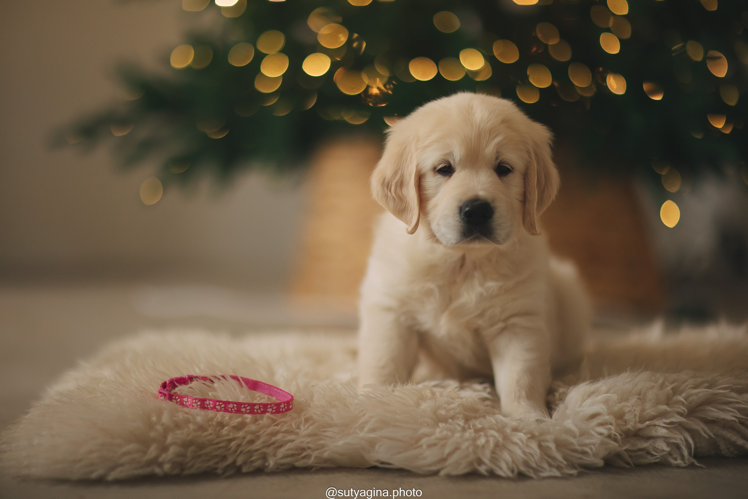 Розовый ошейник. Свадебный и женский фотограф