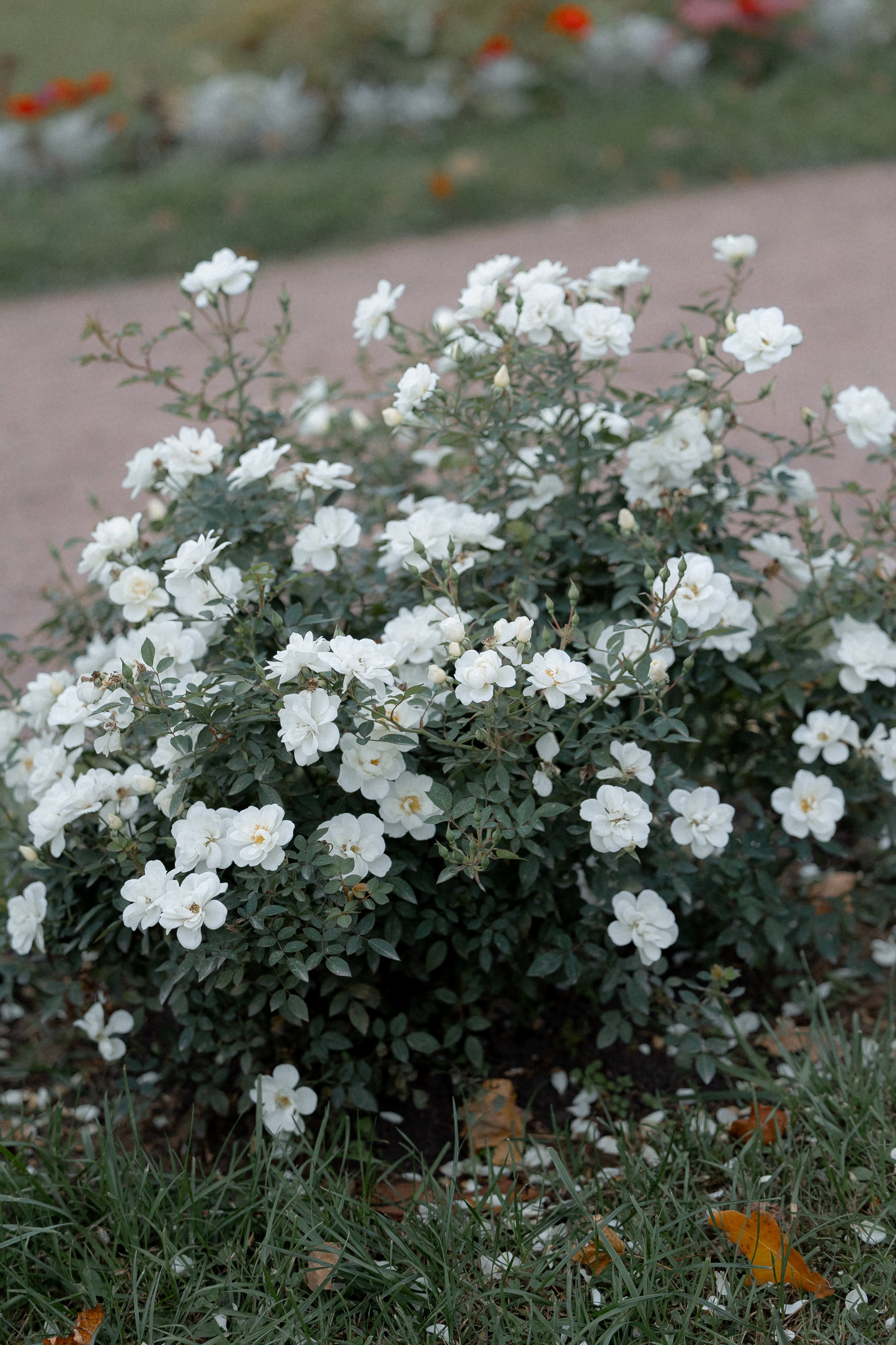 Pavel & Olga. Свадебный фотограф в Москве