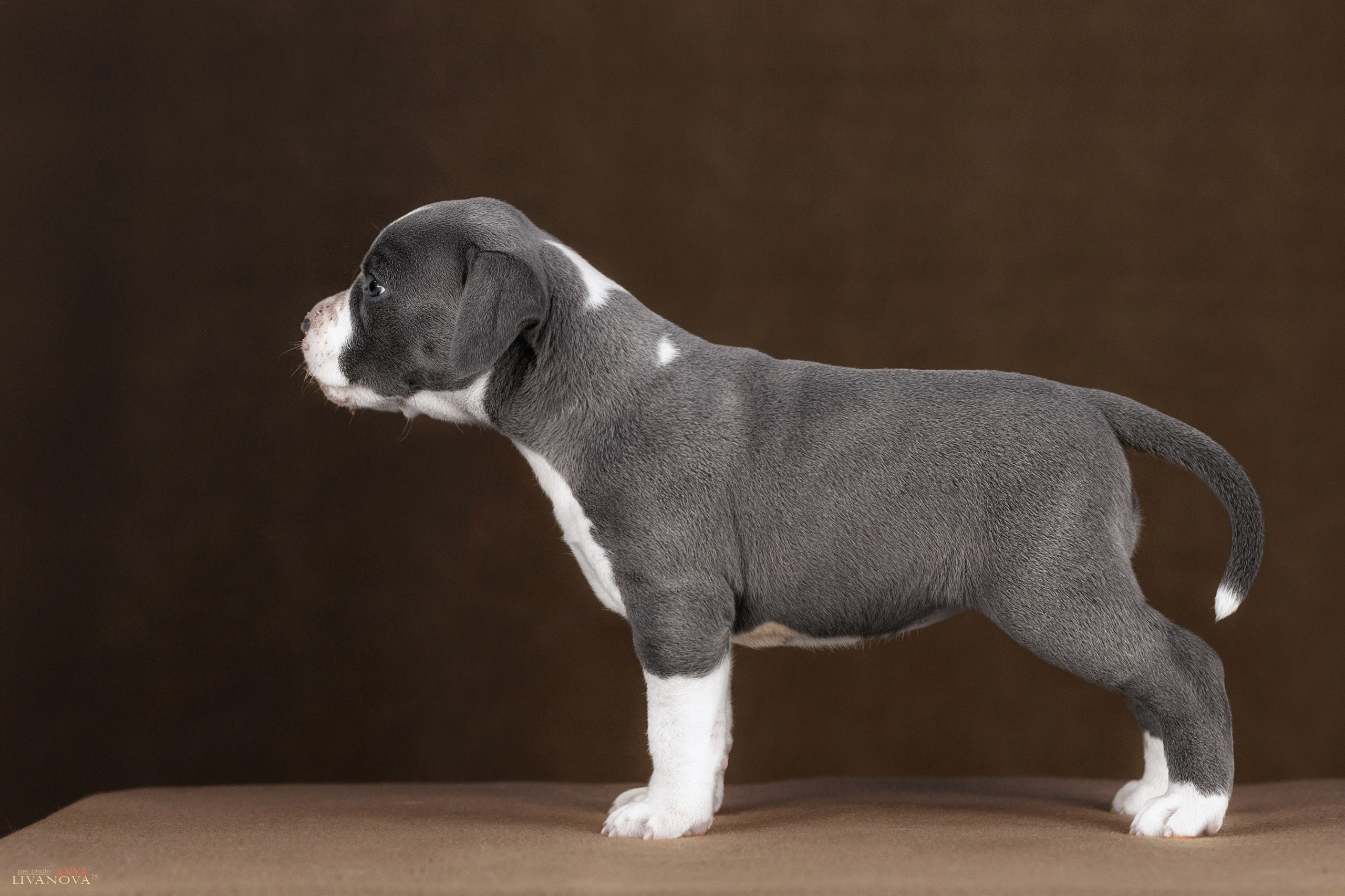 Стаффики. Фотограф анималист Аня Ливанова | Рыбинск