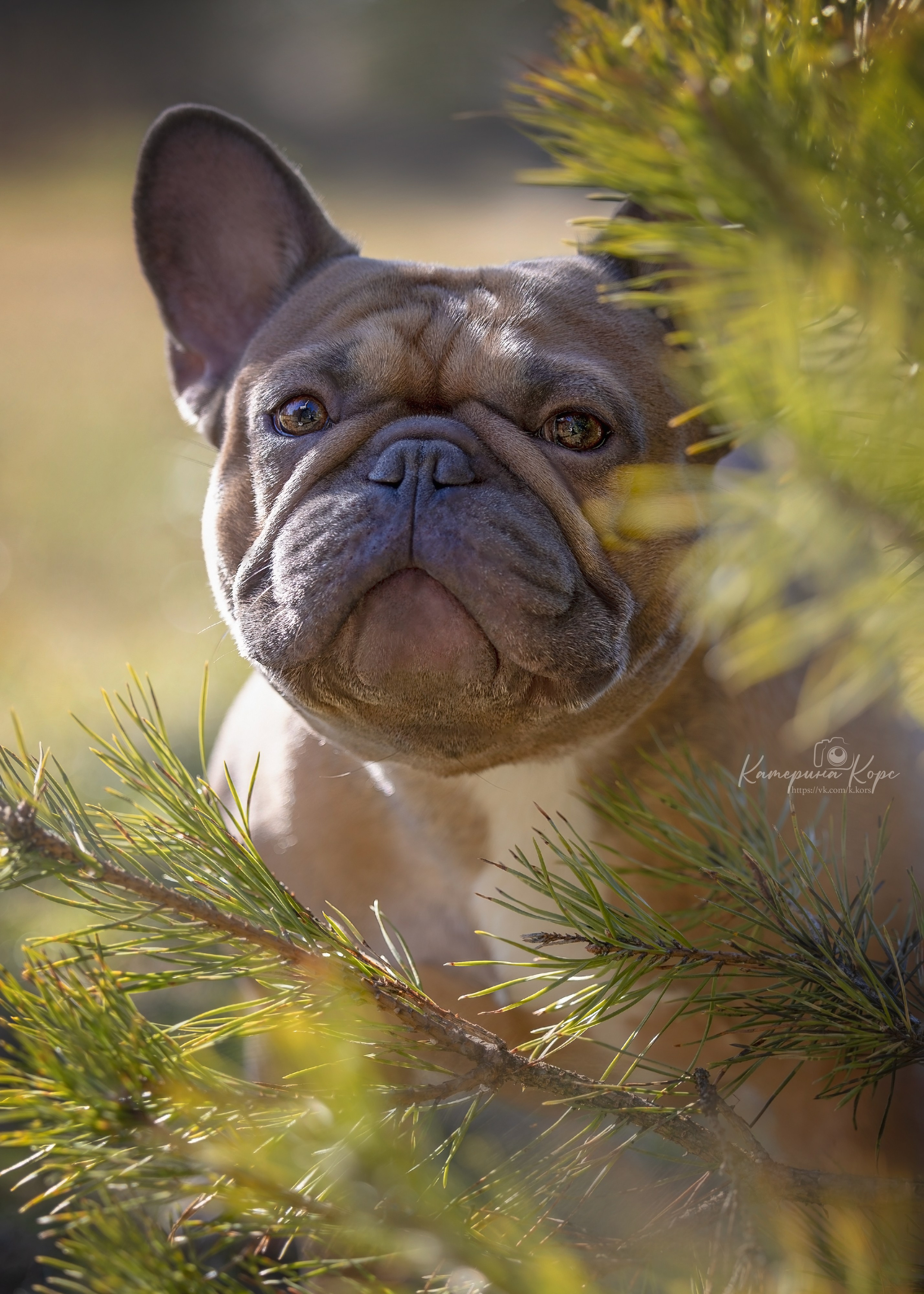 Французский бульдог Тайсон. Главная