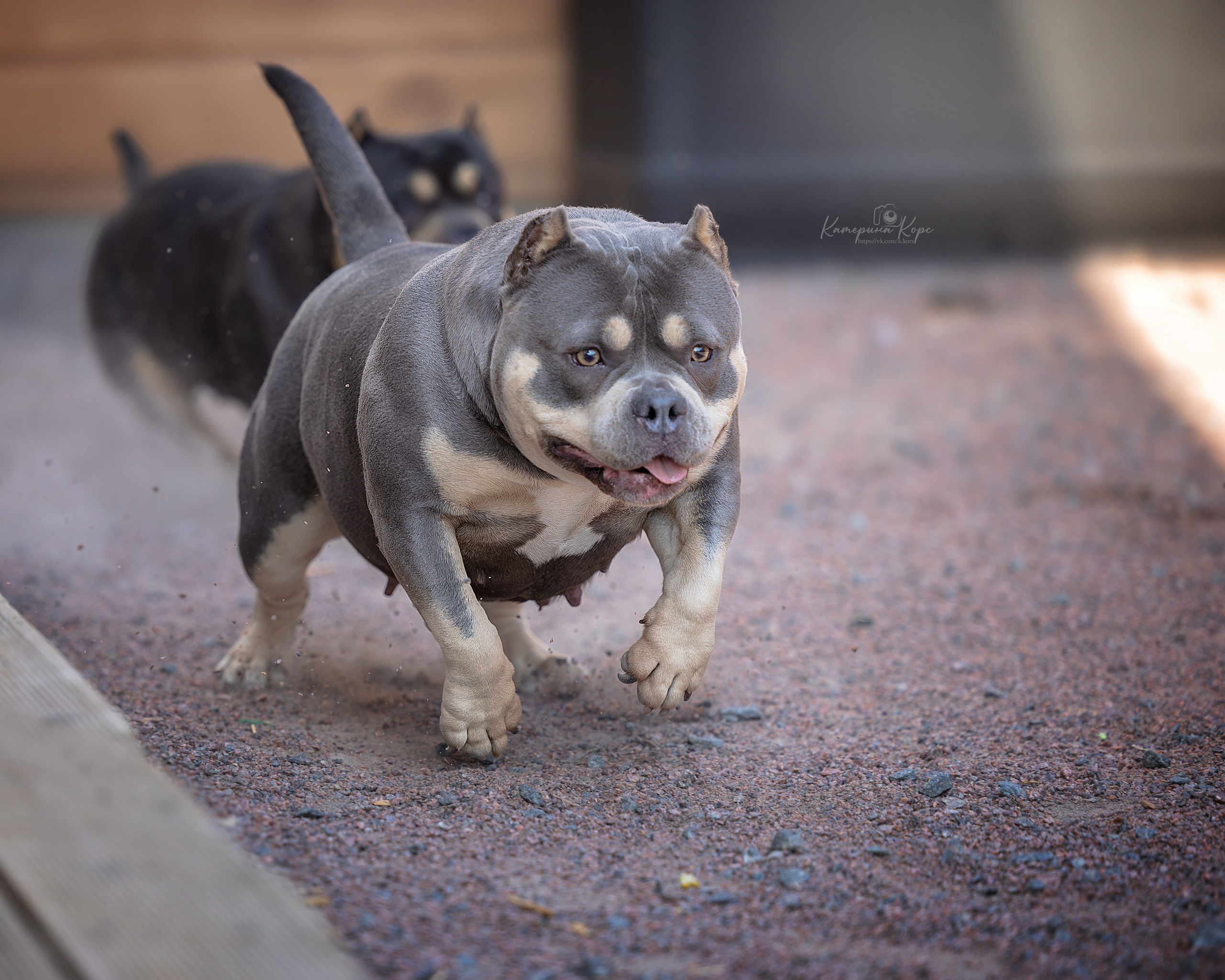 Молекула и ее дочь Пандора. Фотограф-анималист Катерина Корс