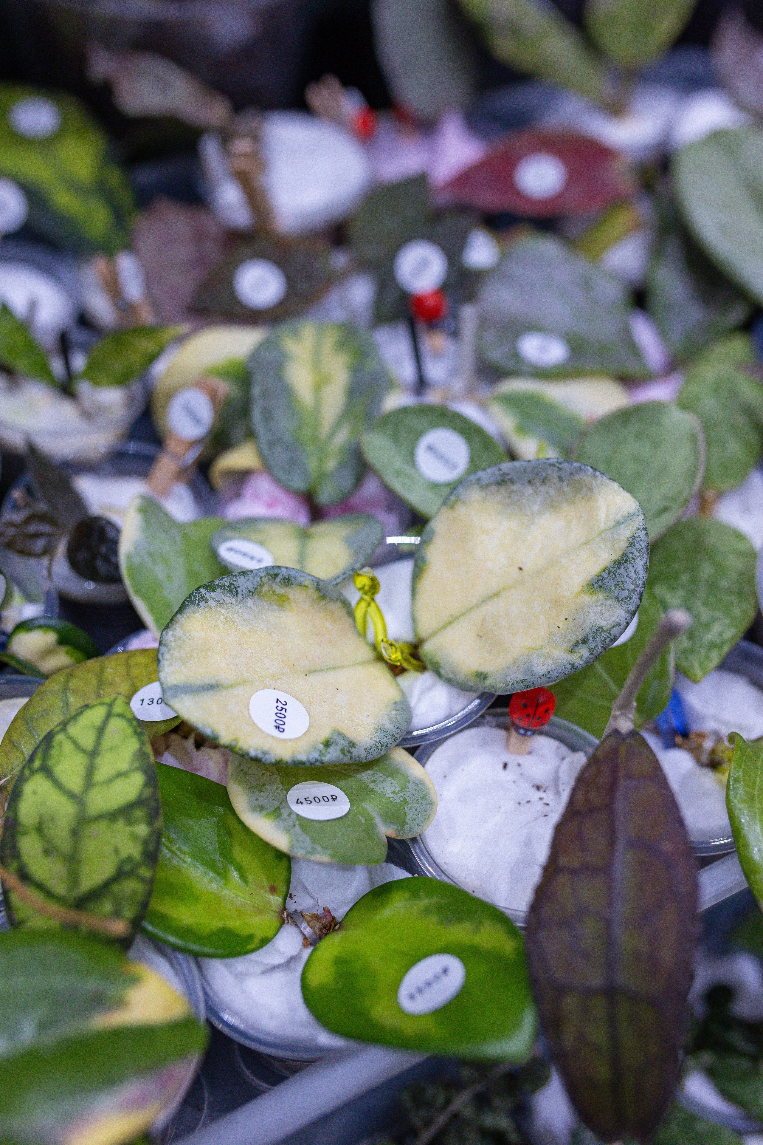 Орхидиум 12.2025. Александра Куликова фотограф, Москва