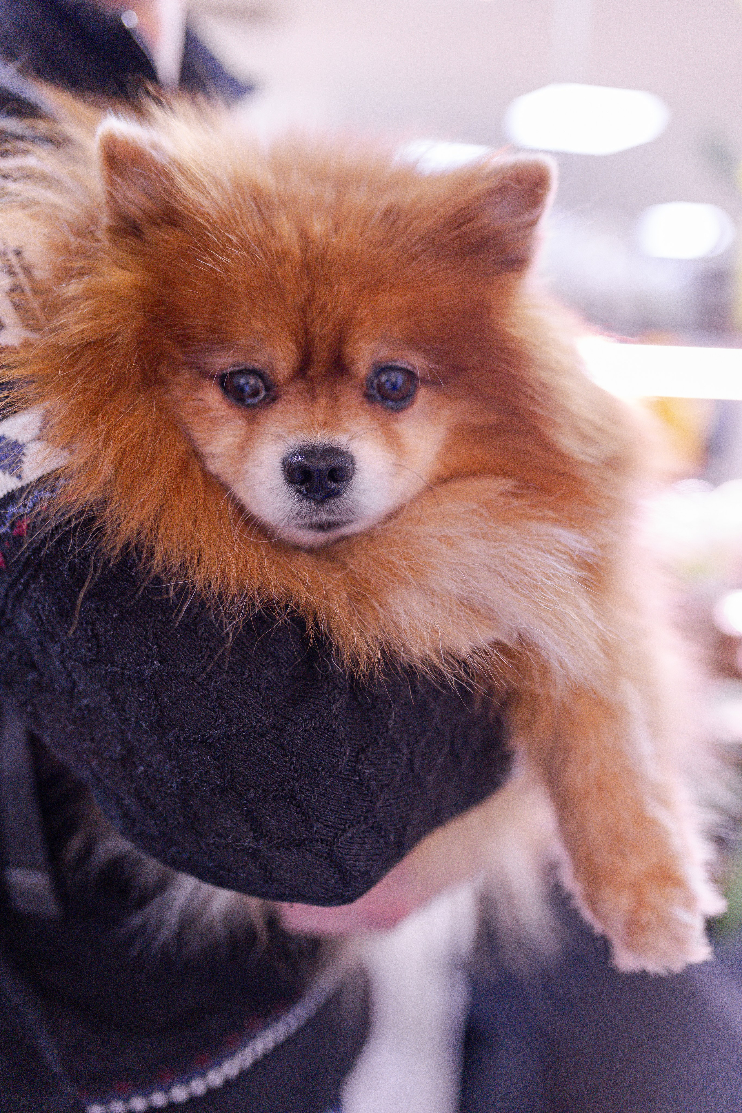 Орхидиум 12.2025. Александра Куликова фотограф, Москва