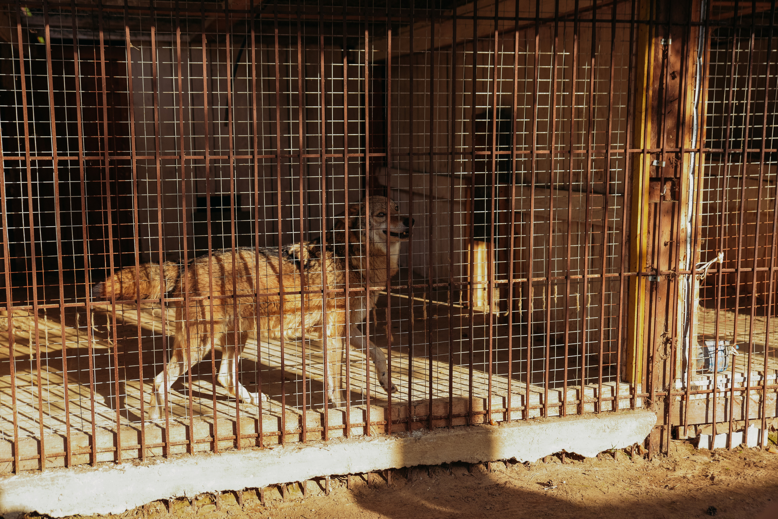 Семейные фотопрогулки. Семейный фотограф Олеся Батурина Рязань