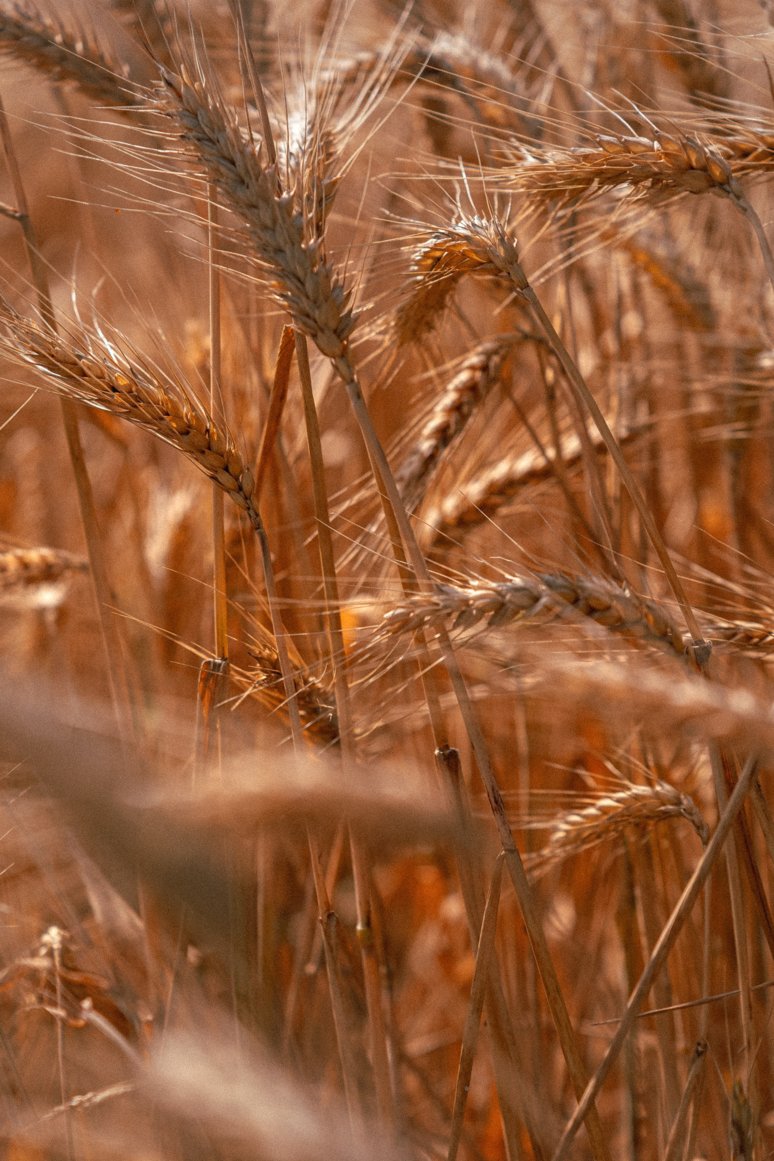 Пшеничные поля, Эфиопия