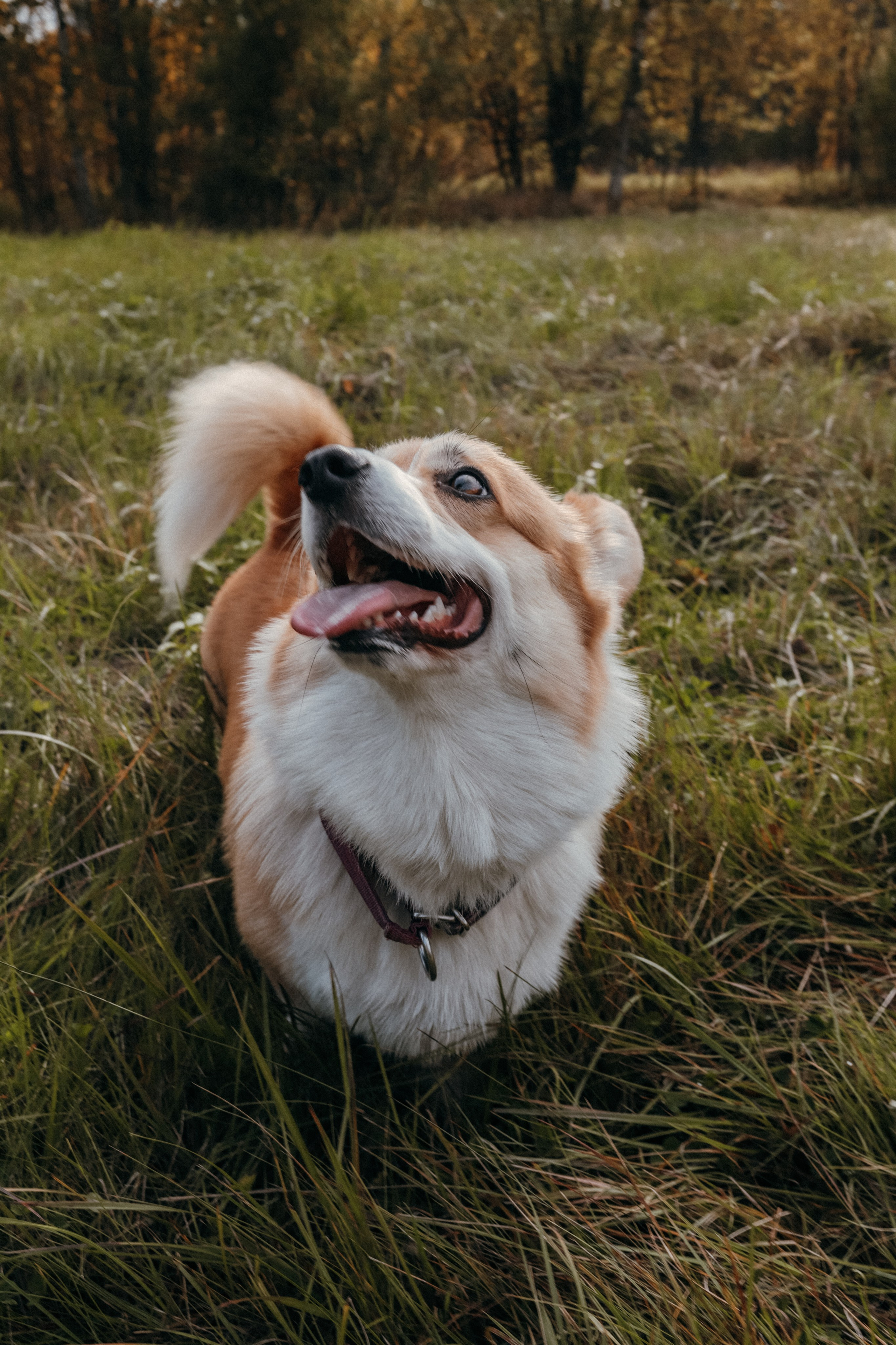 Мария & корги Мия