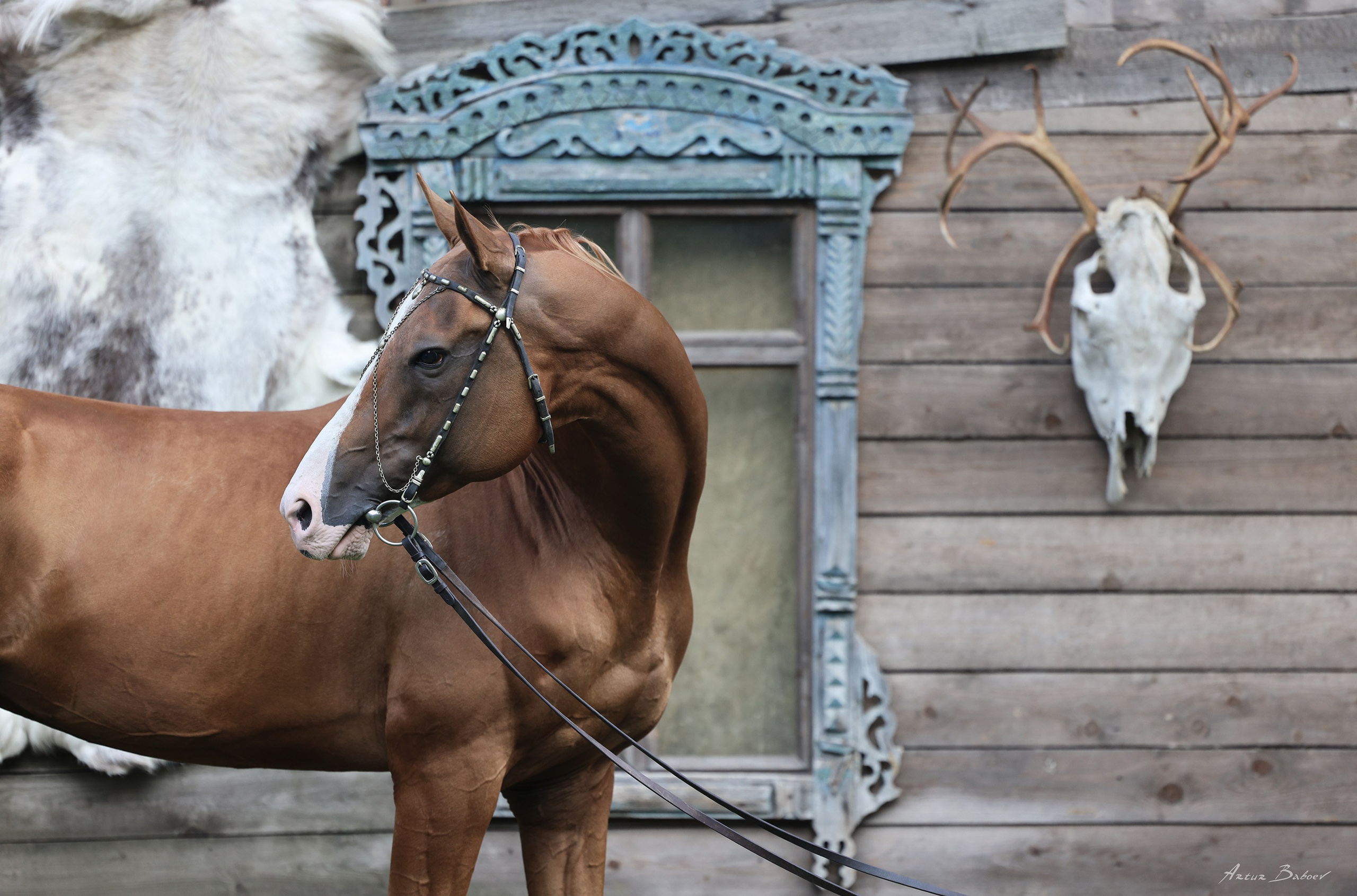 Gallery. Art photos of horses — ARTUR BABOEV | Photographer