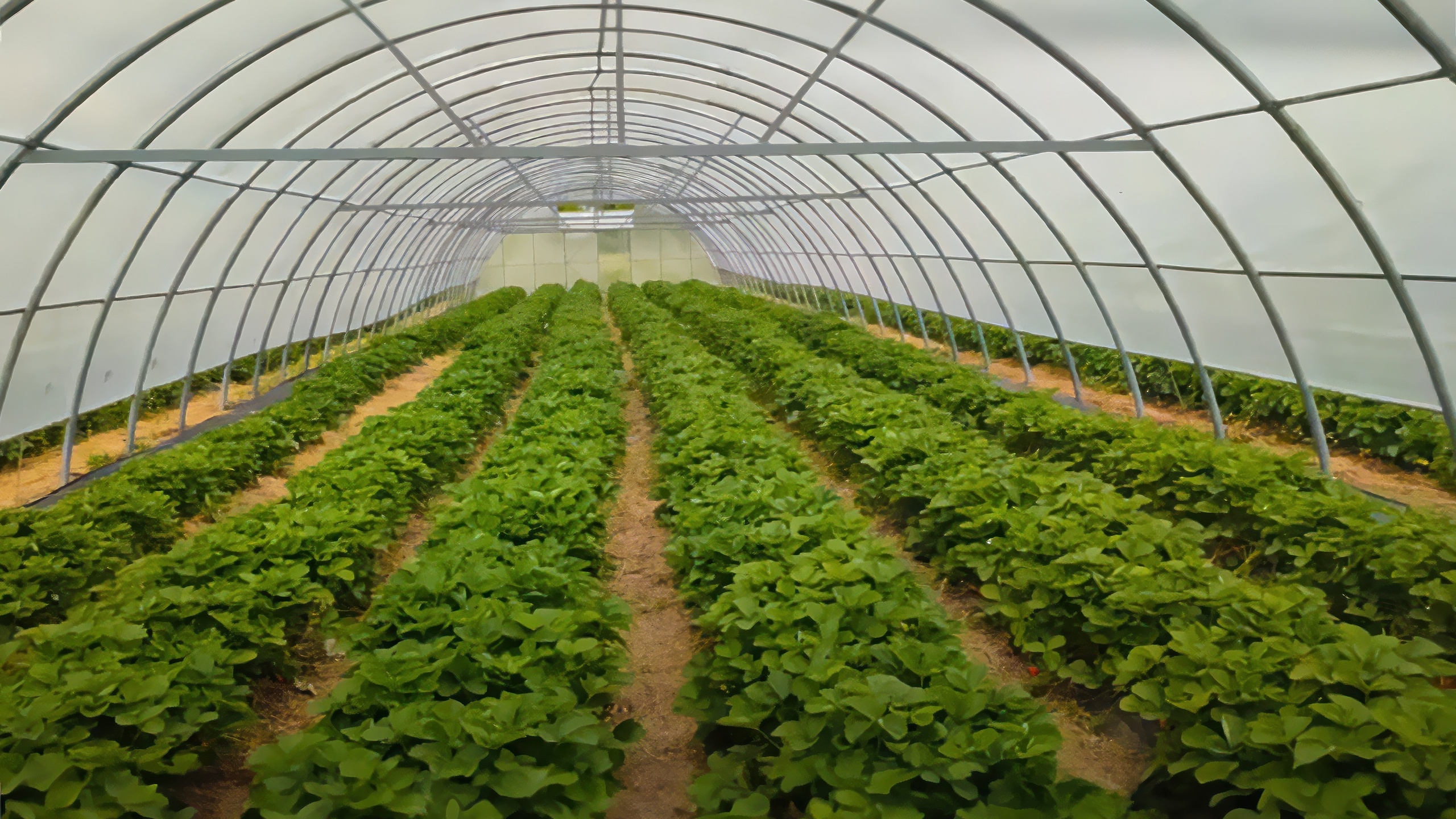 БИОЭНЕРГИЯ — Производство субстрата для теплиц, маты для выращивания