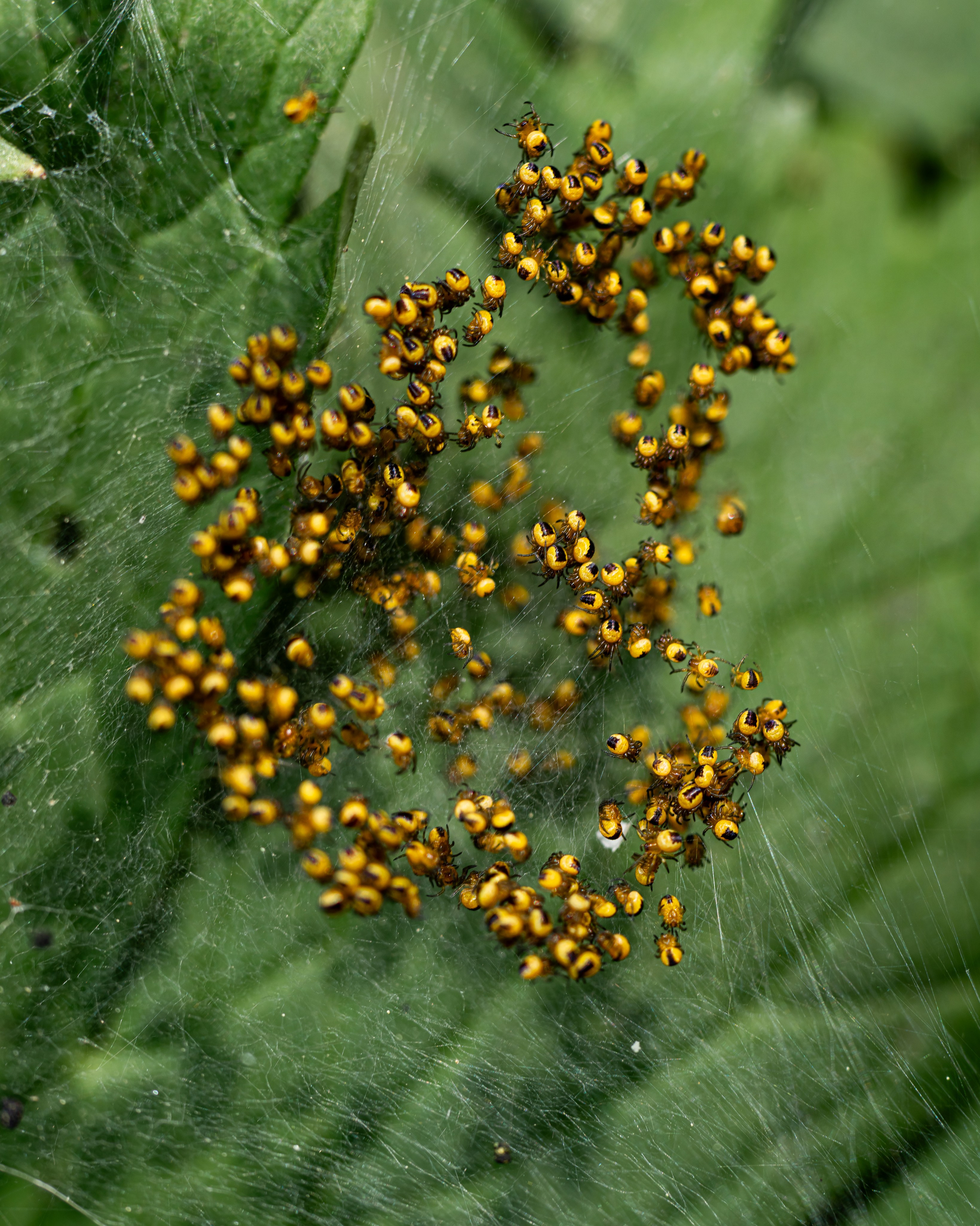 МАКРО. Фотограф в Алматы Артемий Матюнин