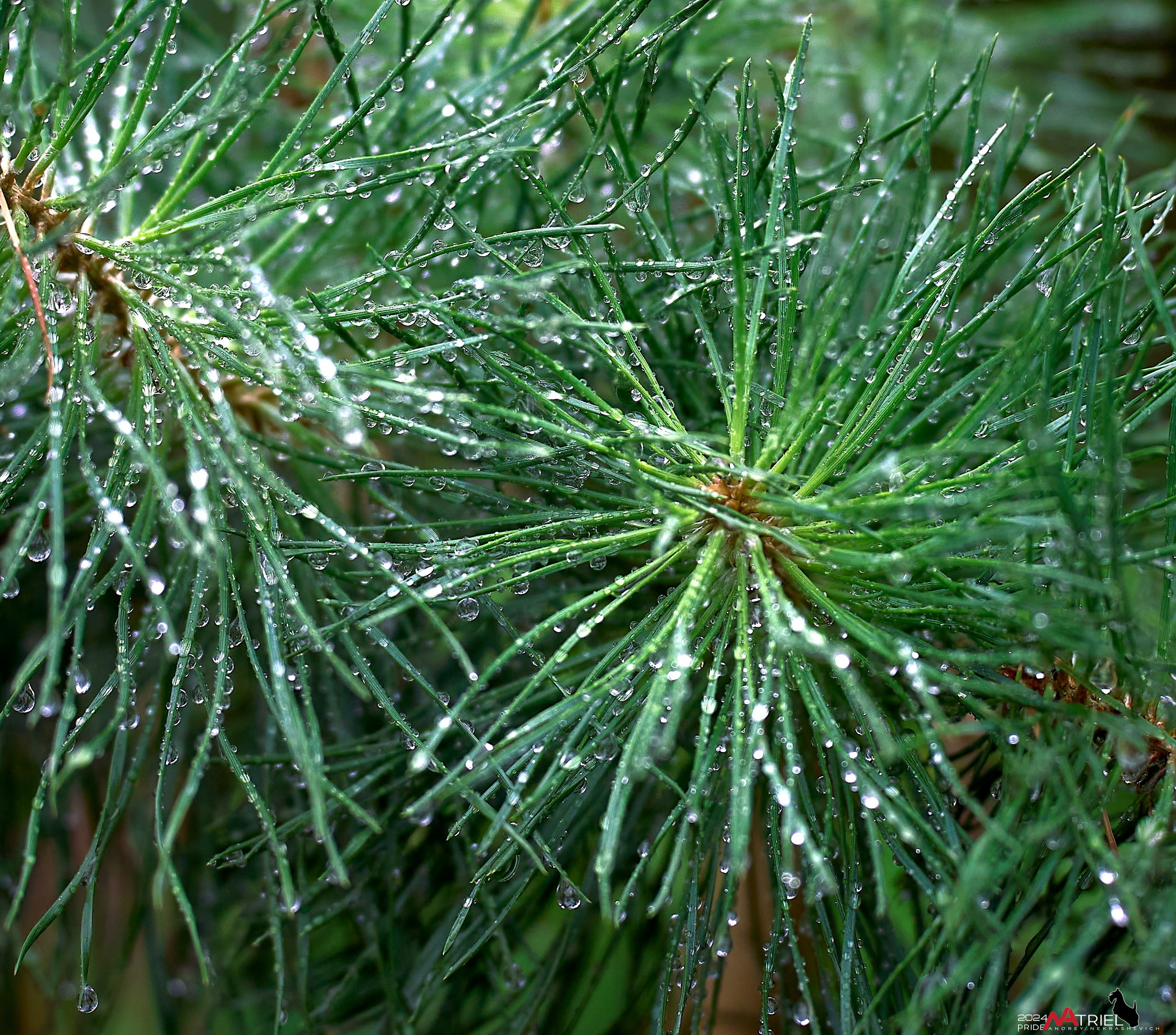 Съемка природы после дождя
