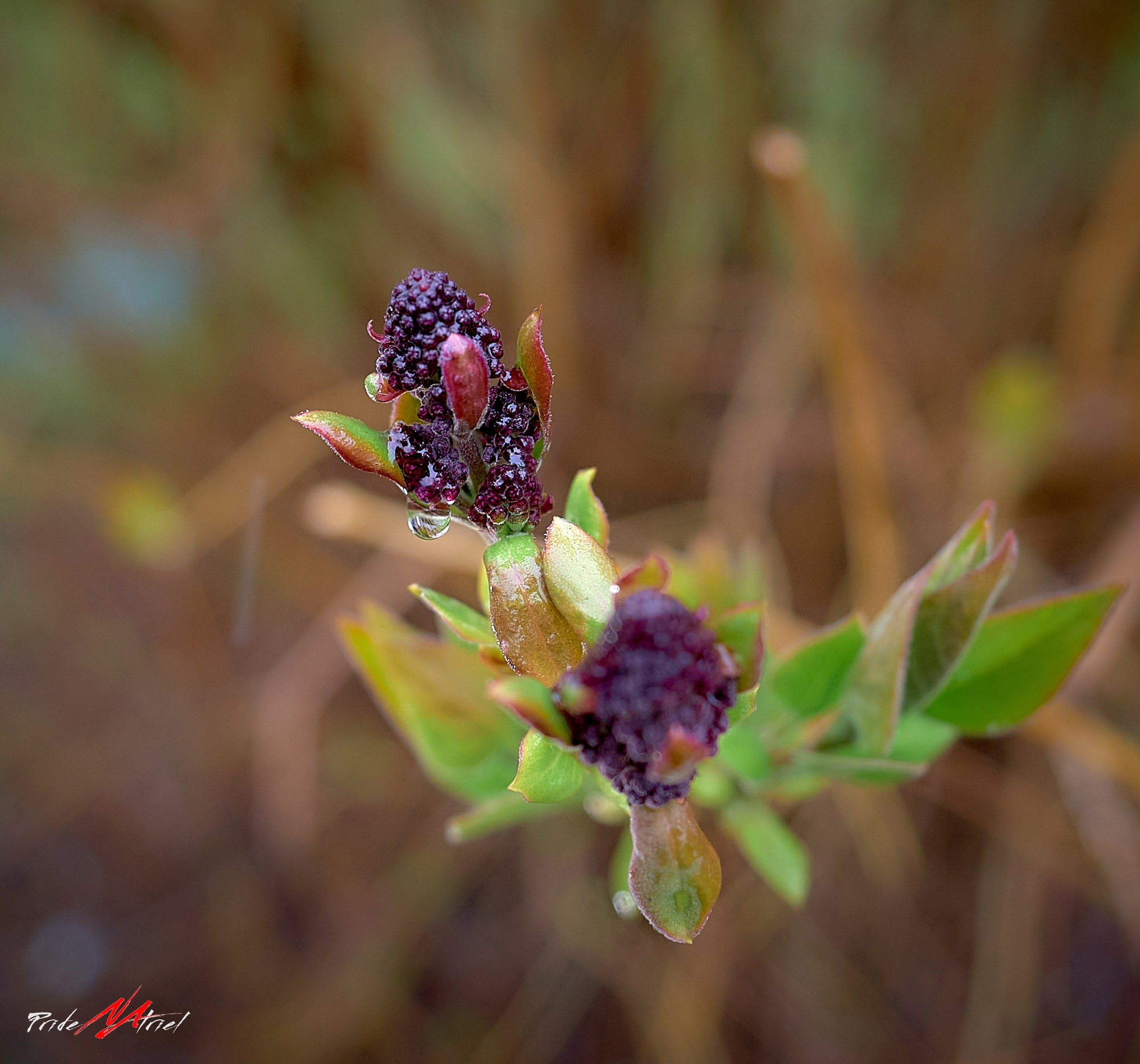 Лютики-цветочки — галерея NATRIEL