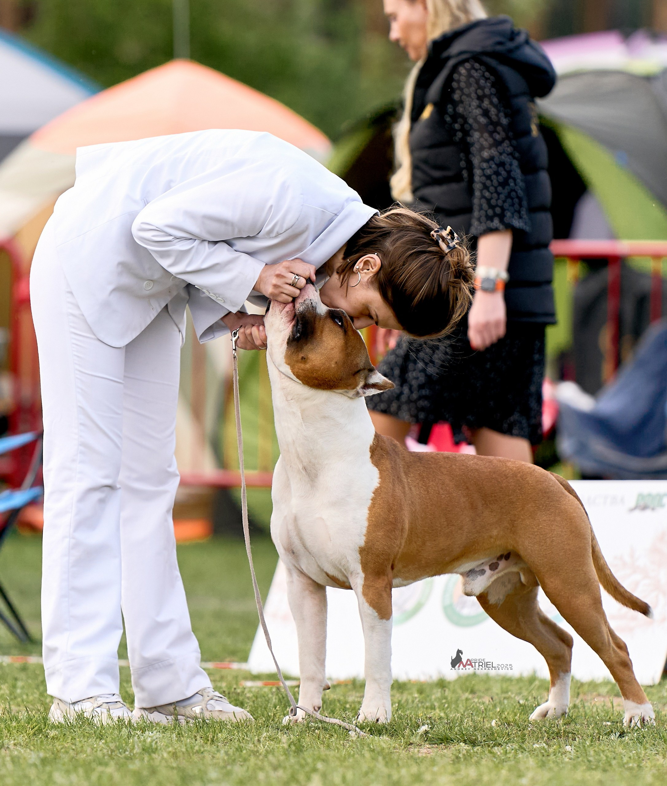 Выставка собак Суздаль-Владимир
