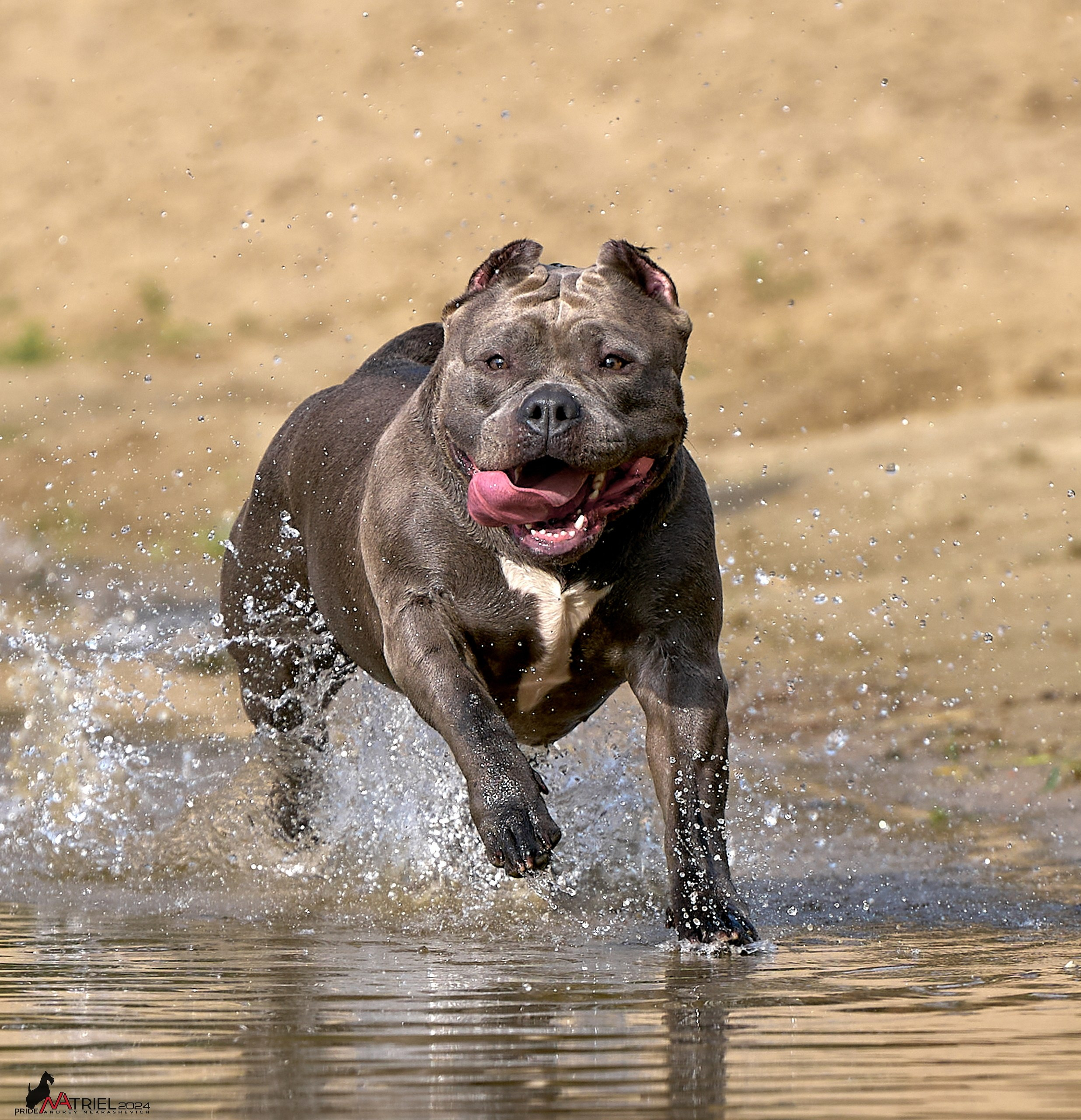 Фотопрогулка с булли