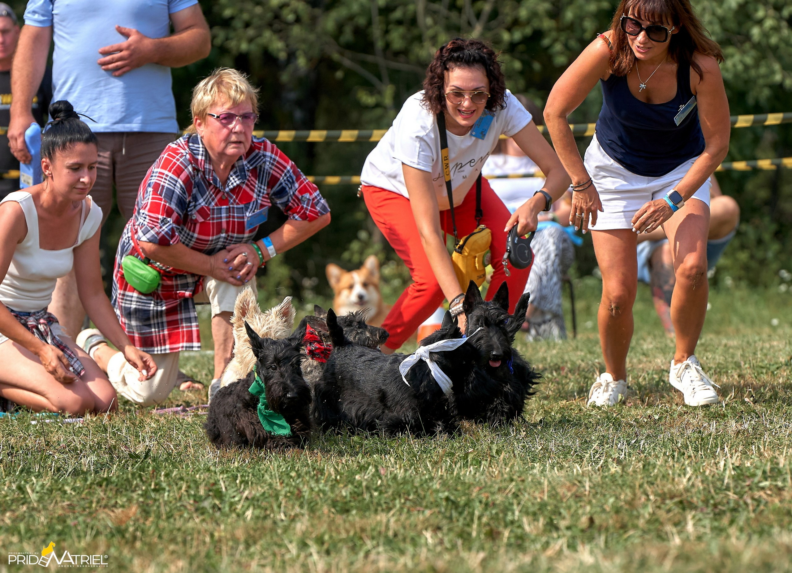 Мероприятия с собаками — галерея NATRIEL