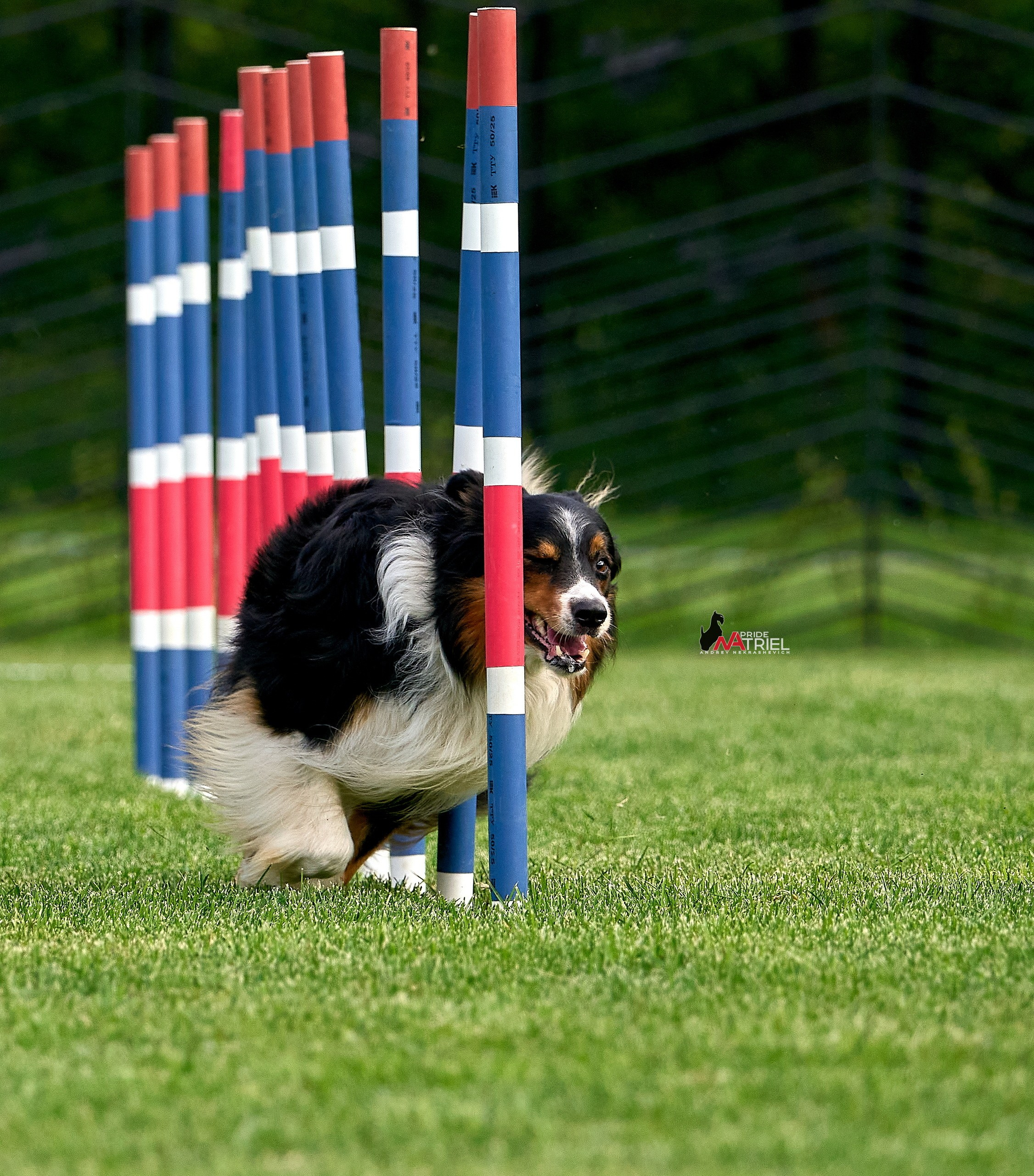 Аджилити — галерея NATRIEL