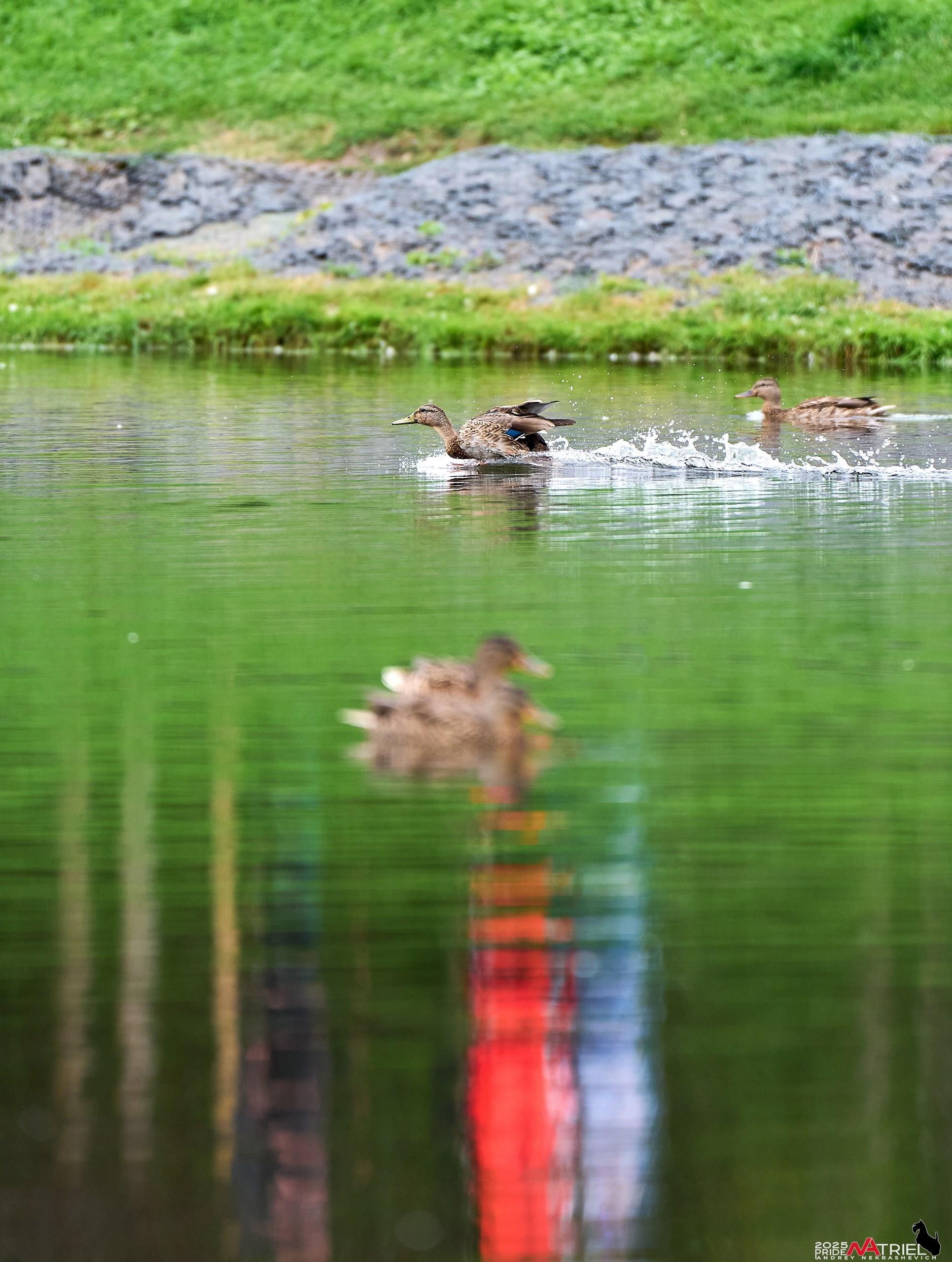 Утки на пруду