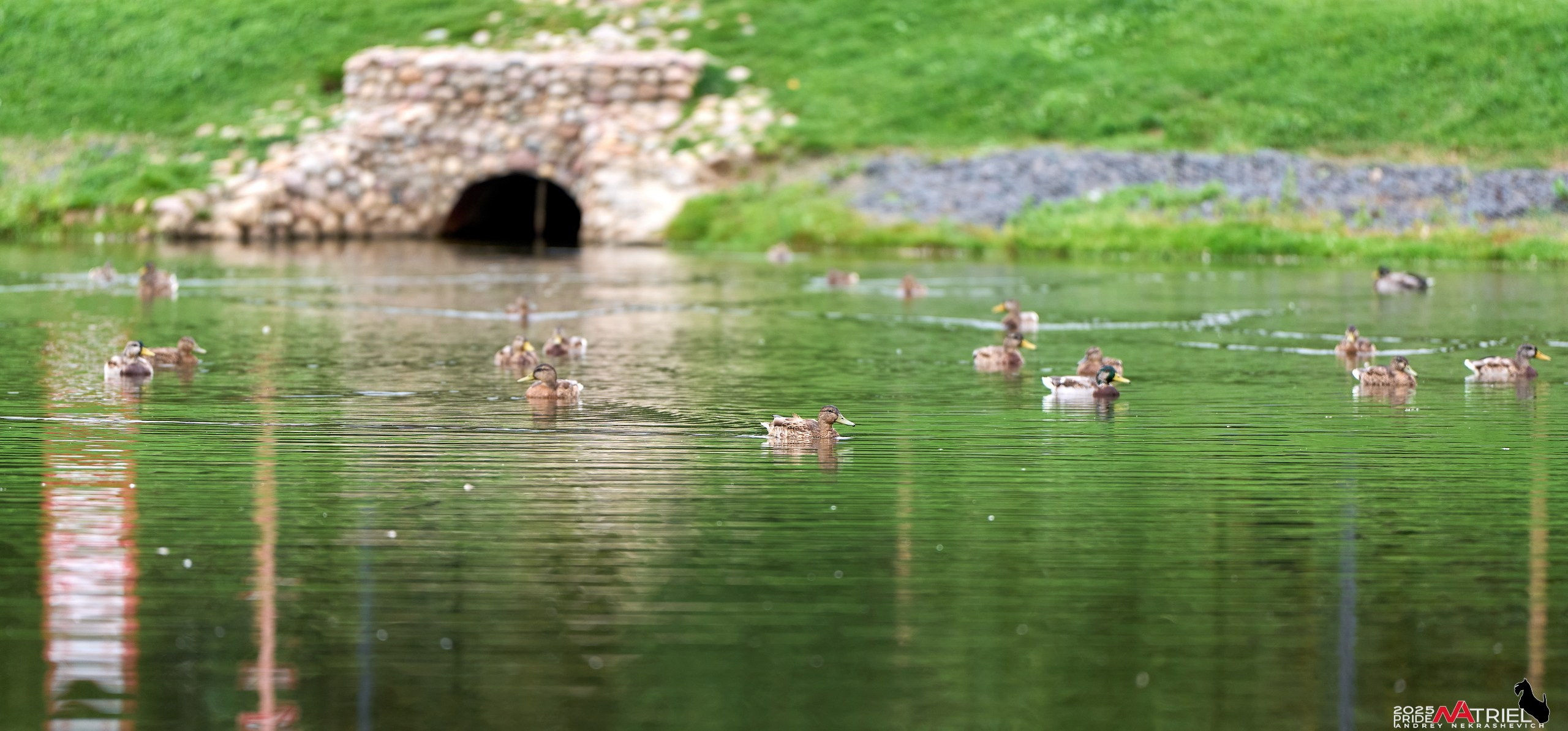 Утки на пруду