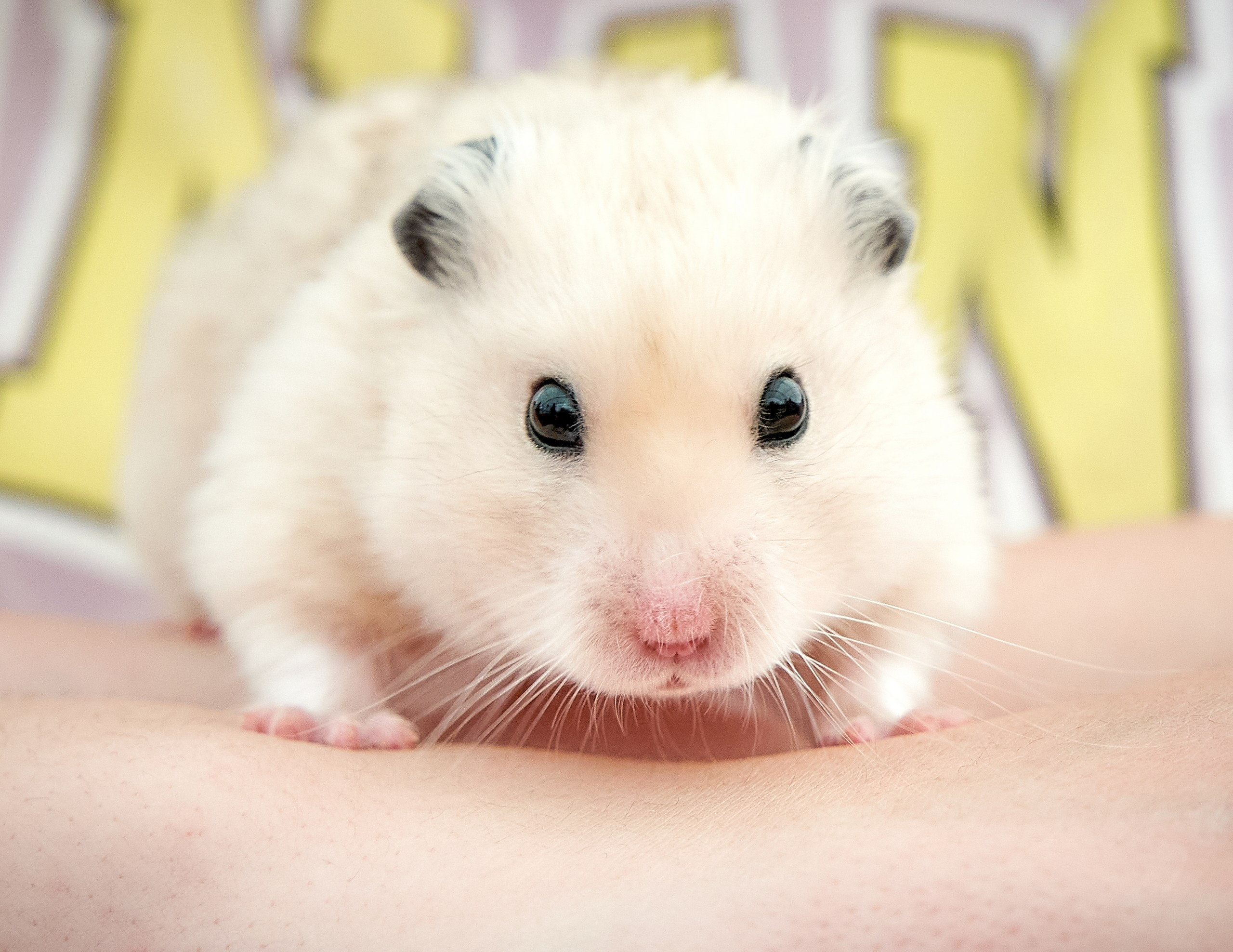 Животные — галерея NATRIEL