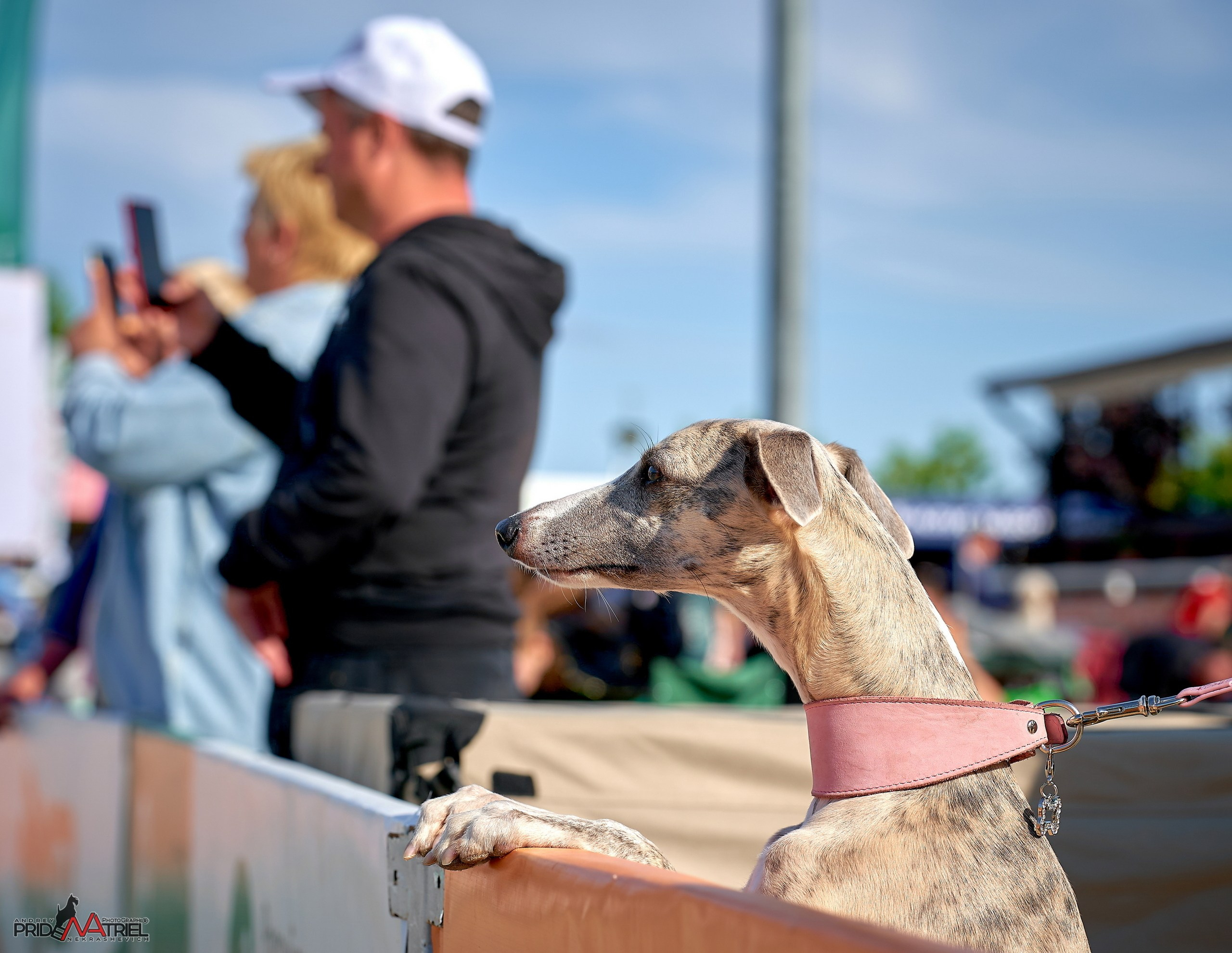 Работа в рингах — галерея NATRIEL