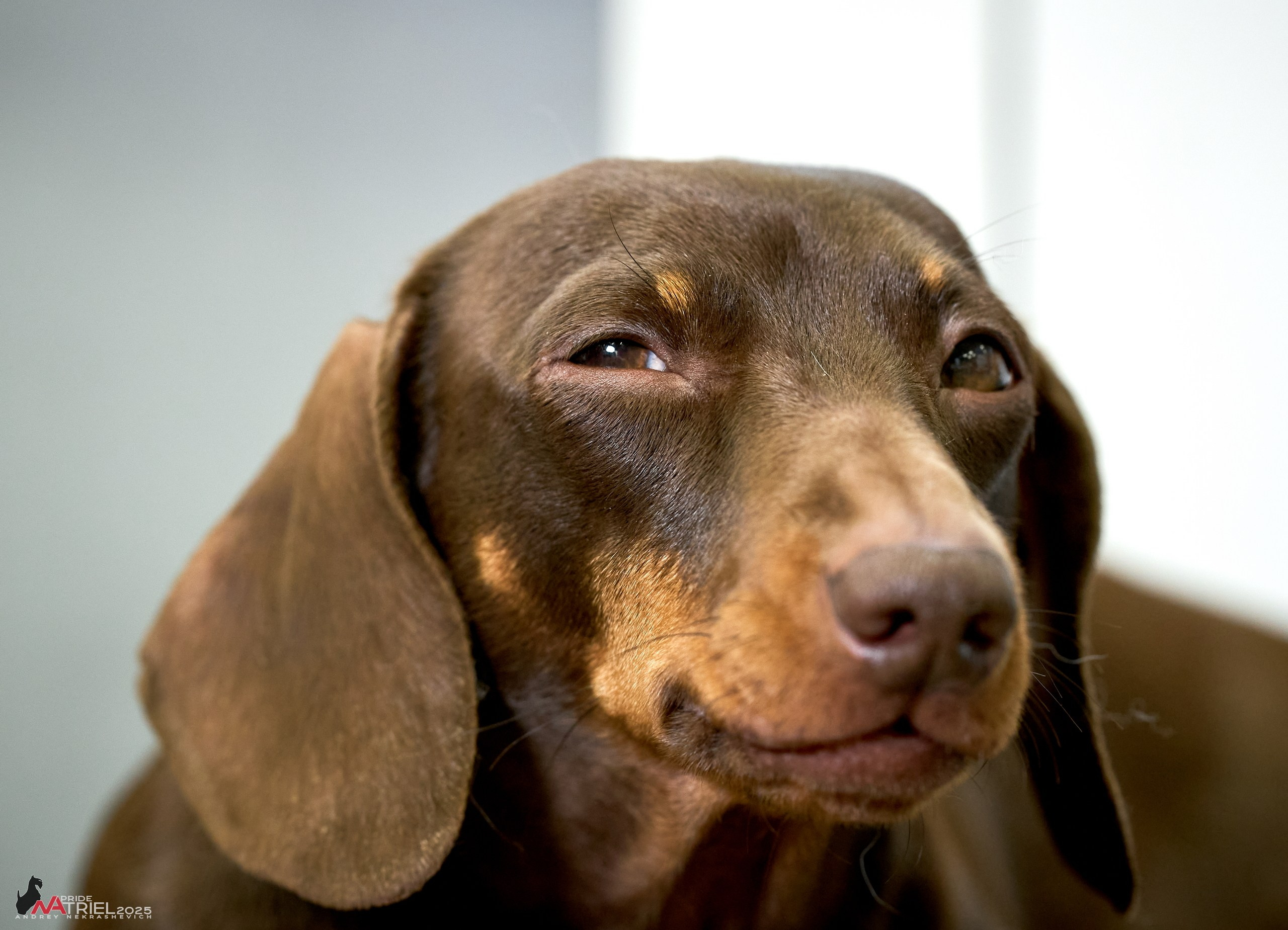 Съемка щенков таксы с мобильным светом