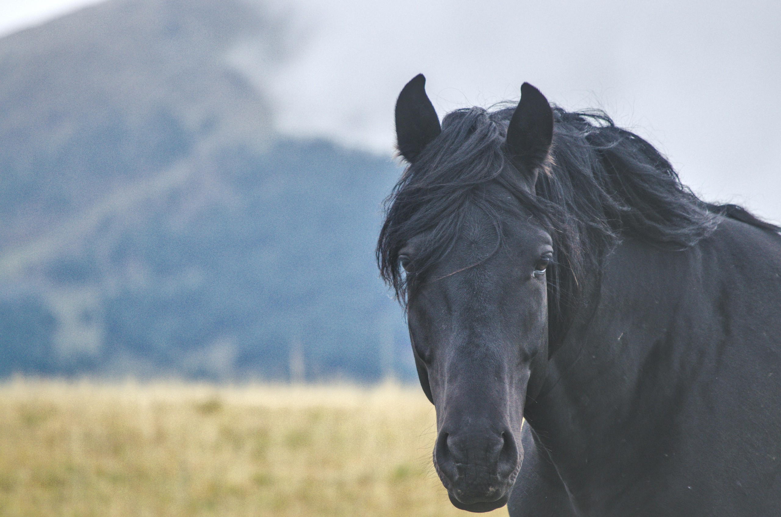 Алтай. Фотограф анималист, пейзажист, спортивные мероприятия. Новосибирск