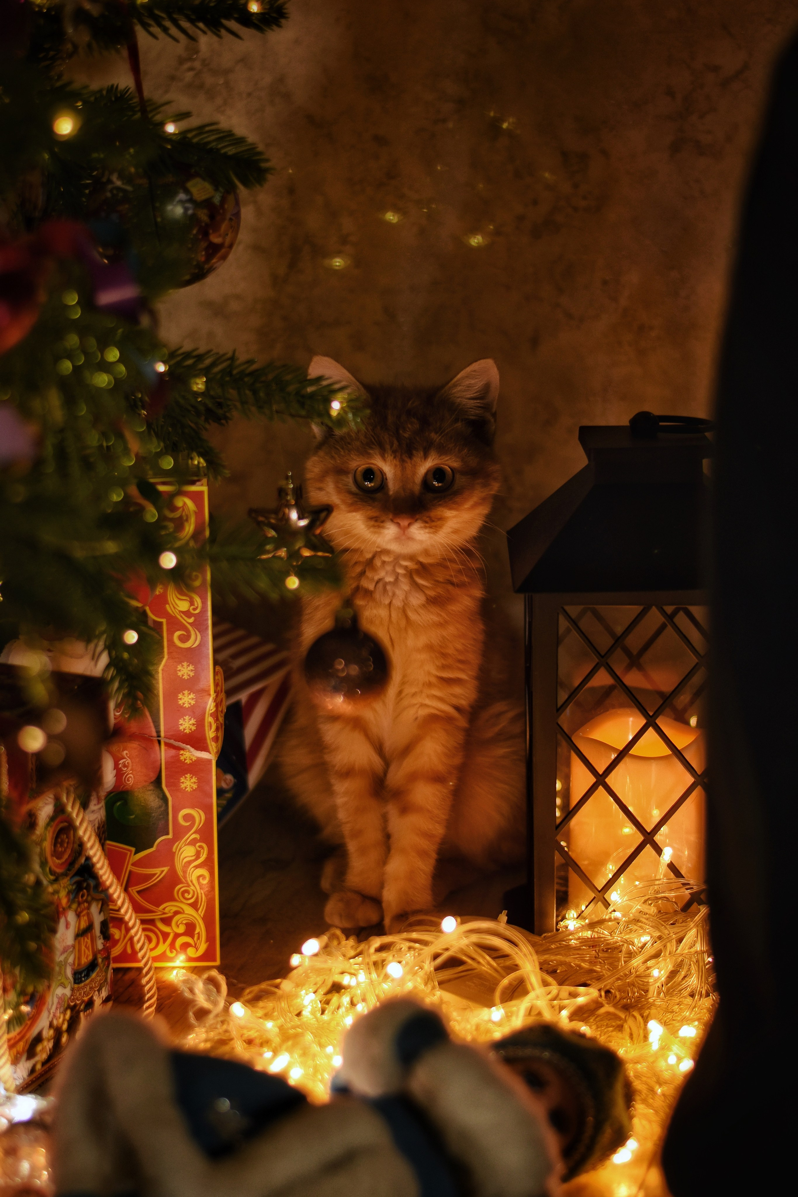 Новый Год. Семейный, детский и женский фотограф города Барнаул Кудаева Анастасия
