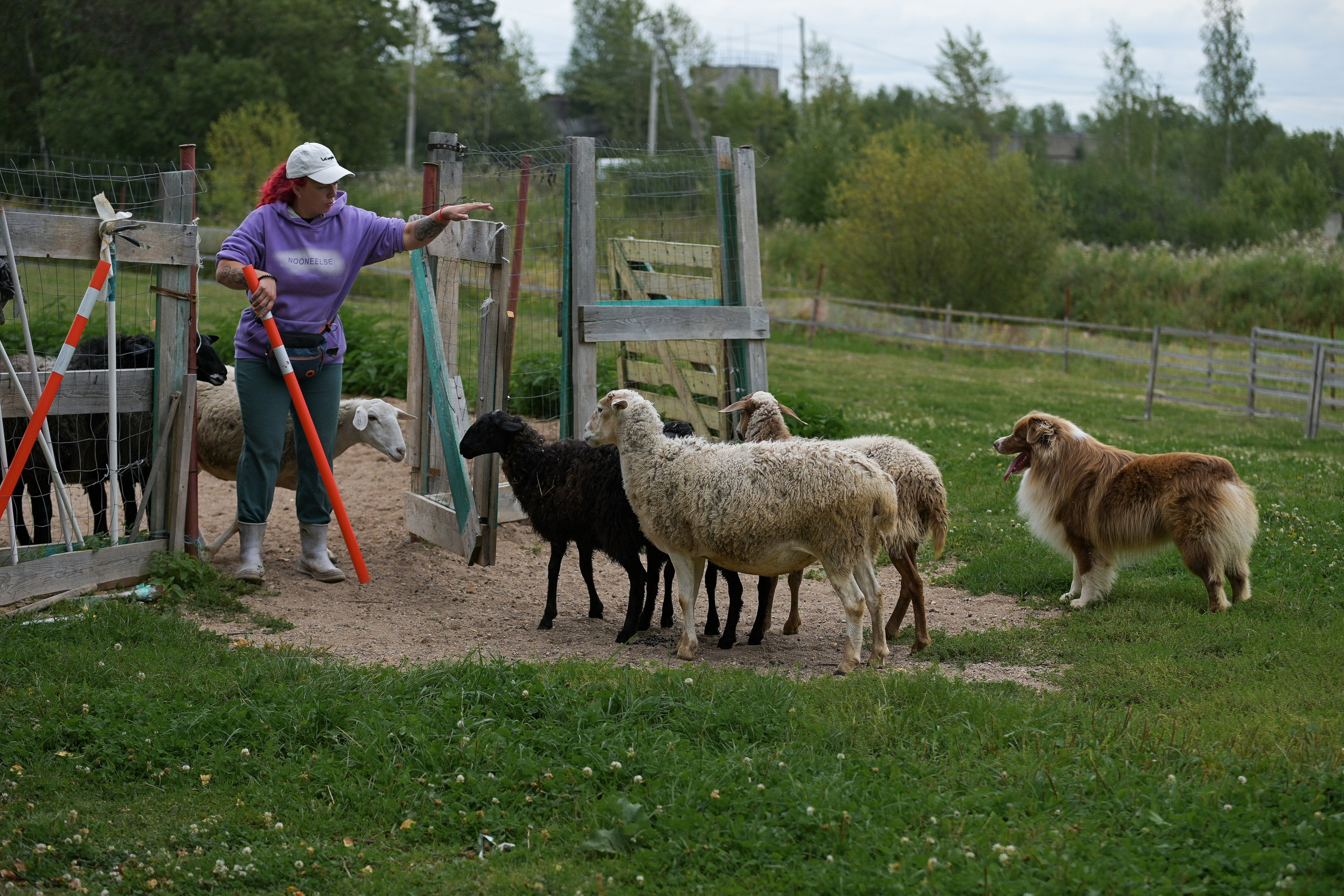 Пастьба собак. Творческий фотограф Вологда