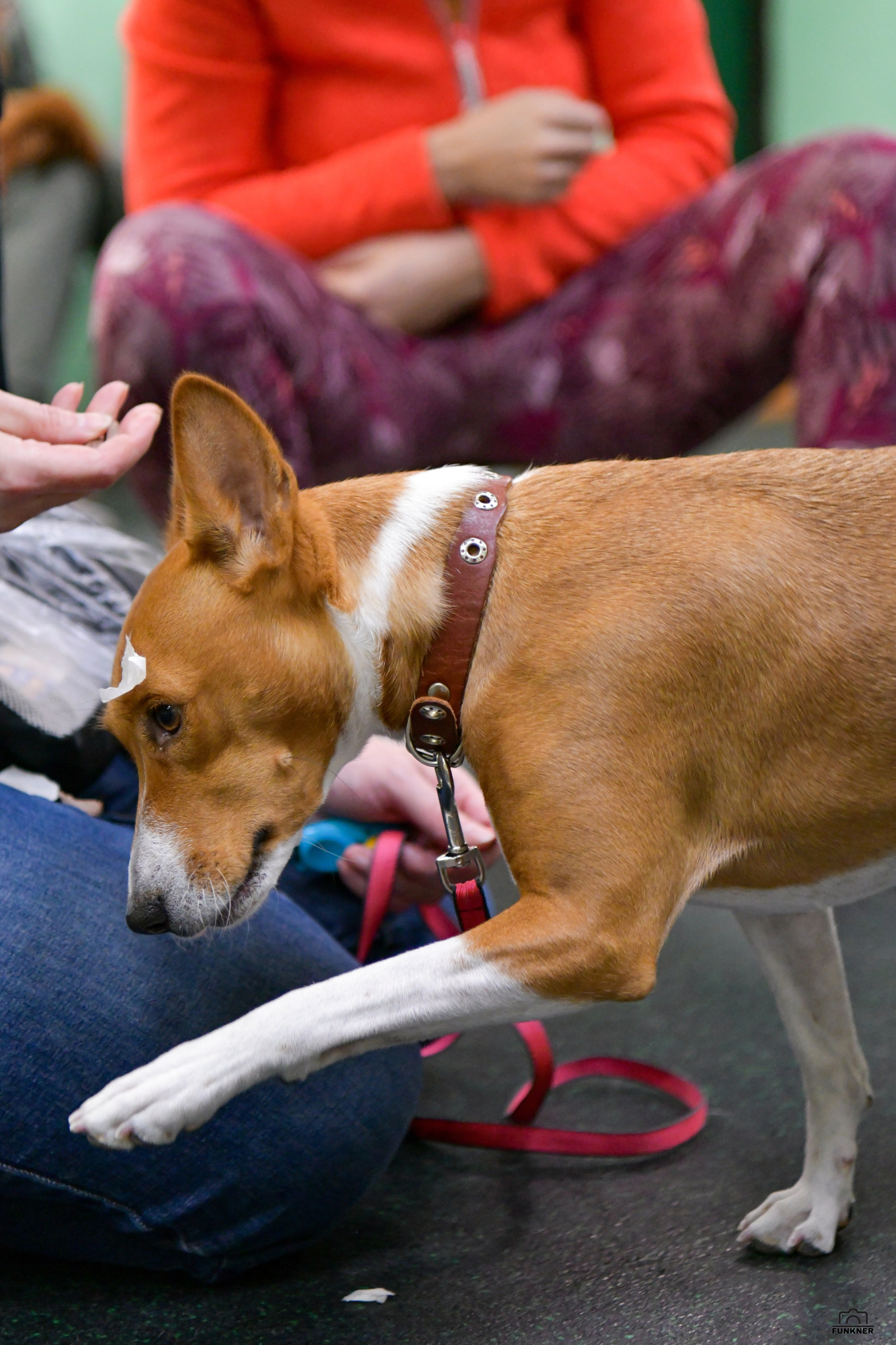 Кинологический клуб «Бодрый хвост». Свой взгляд через объектив