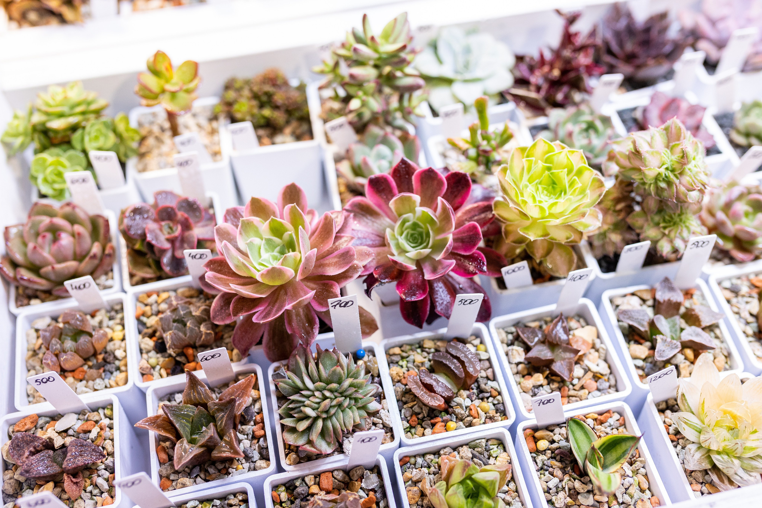 Meza market 2024. Александра Куликова фотограф, Москва