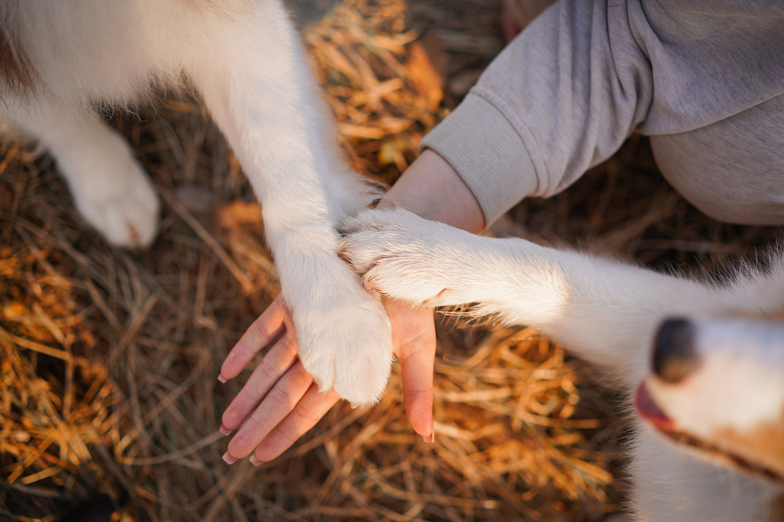 Кристина Рокки и Валькирия. Фотограф-анималист в Санкт-Петербурге Яна Мартынова