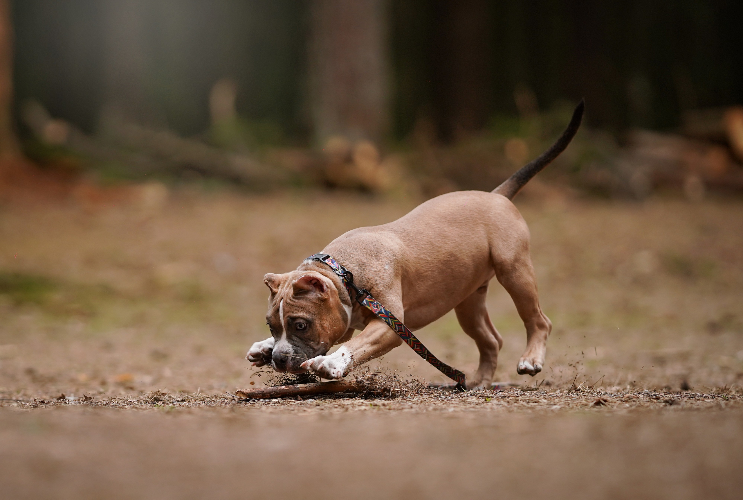 Щенки булли. Фотограф-анималист в Санкт-Петербурге Яна Мартынова