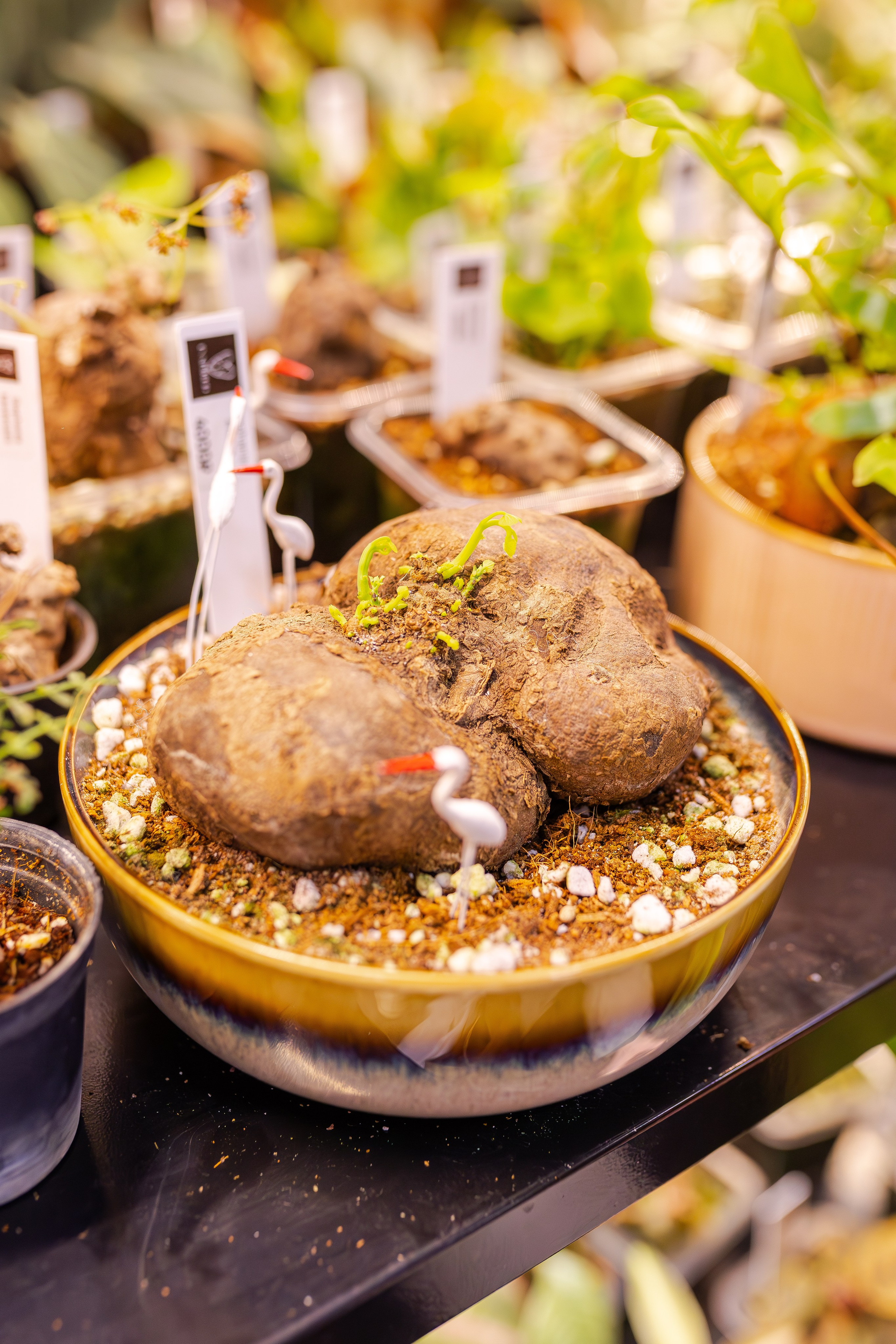 Монстериум апрель 2026. Александра Куликова фотограф, Москва