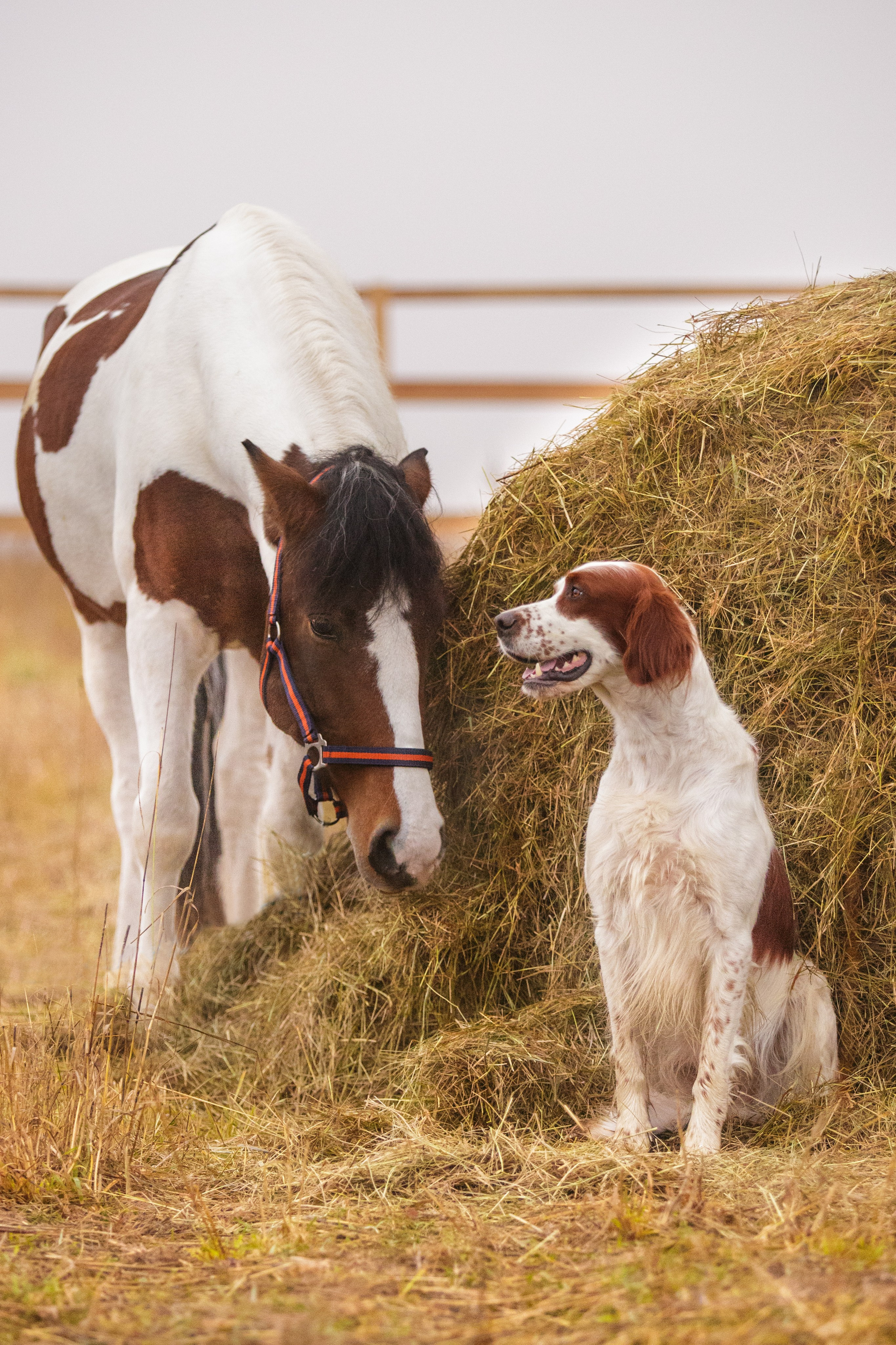 Ирландский красно-белый сеттер Шамрог. Фотограф-анималист Natalia Deingel | Фотосъемка собак в Москве