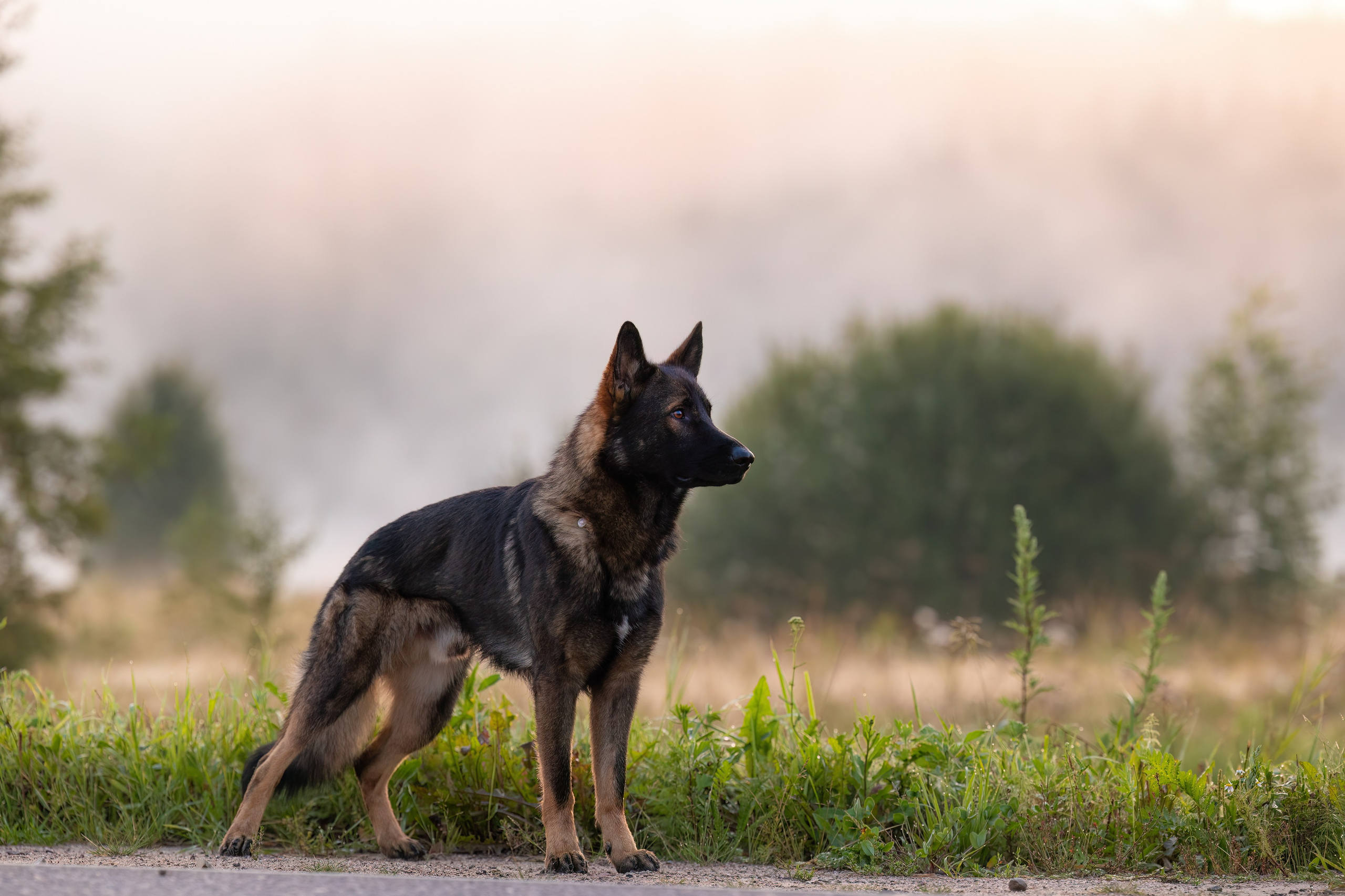 Немецкие овчарки Кетчер и Роскошь. Фотограф-анималист Natalia Deingel | Фотосъемка собак в Москве