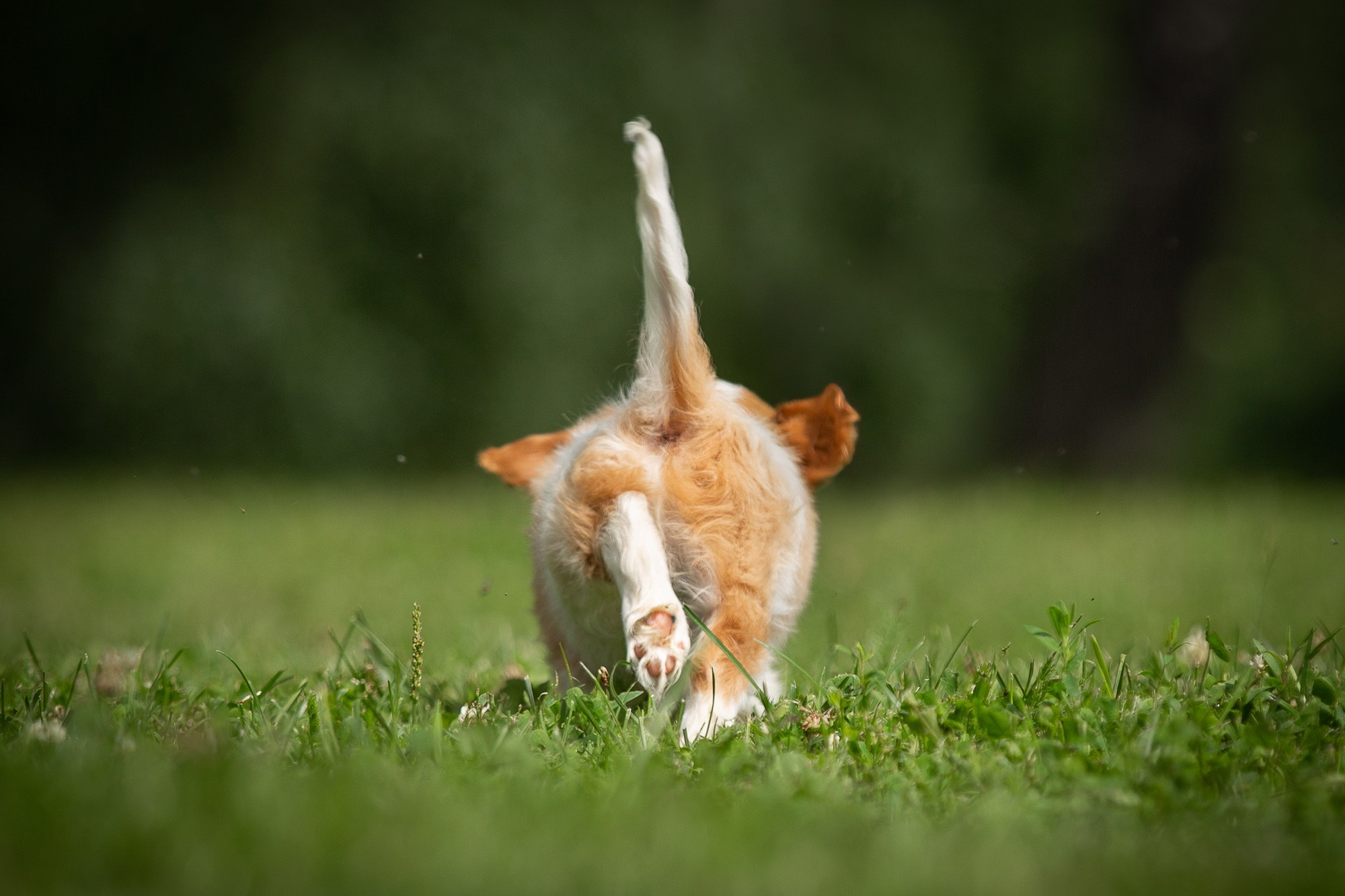 Фотосъёмки щенков. Фотограф-анималист Natalia Deingel | Фотосъемка собак в Москве